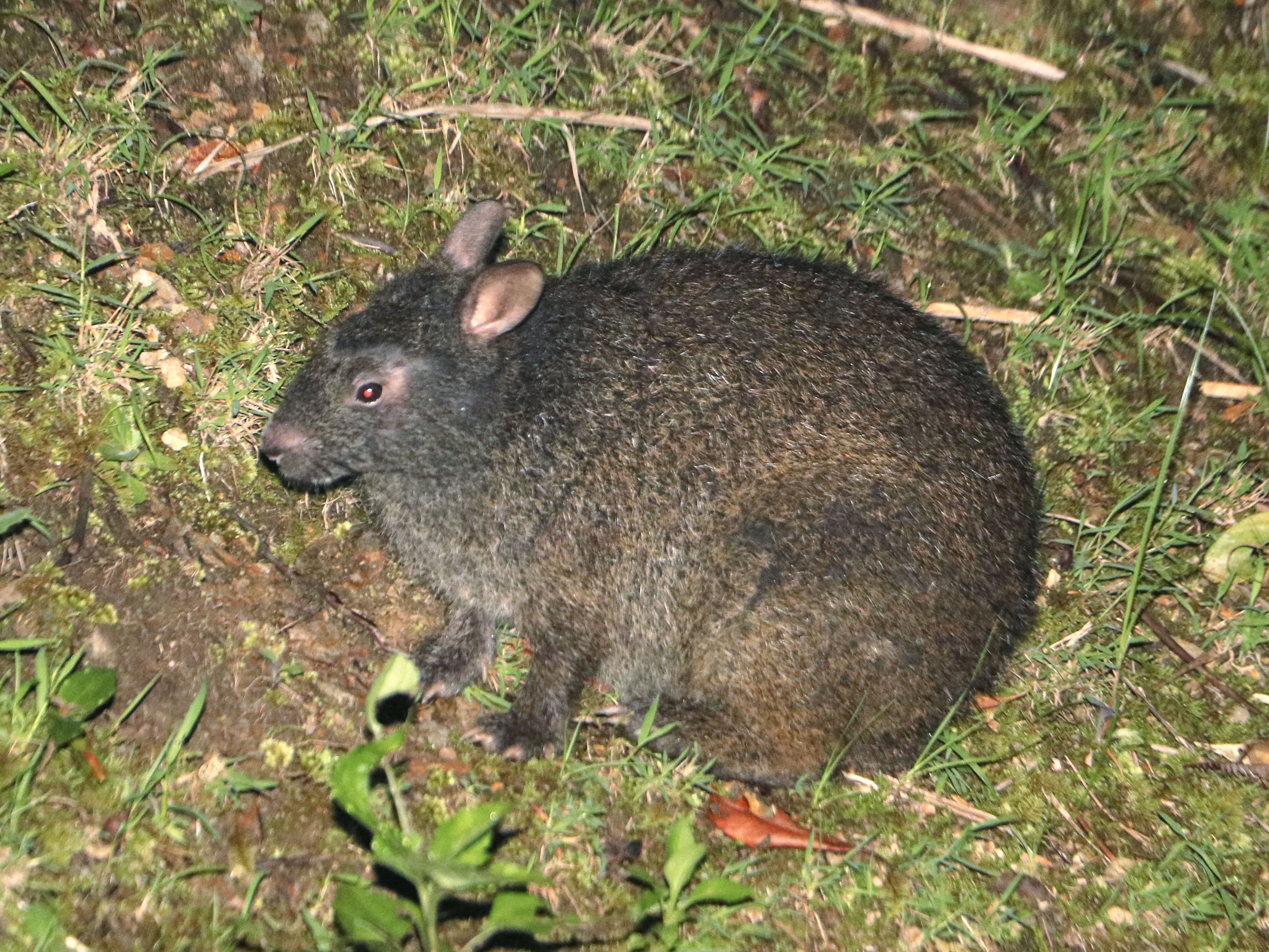 奄美クロウサギの輪禍増加 世界遺産見据え対策議論 産経ニュース 奄美クロウサギの輪禍増加 世界遺産見据え対策議論 産経ニュース