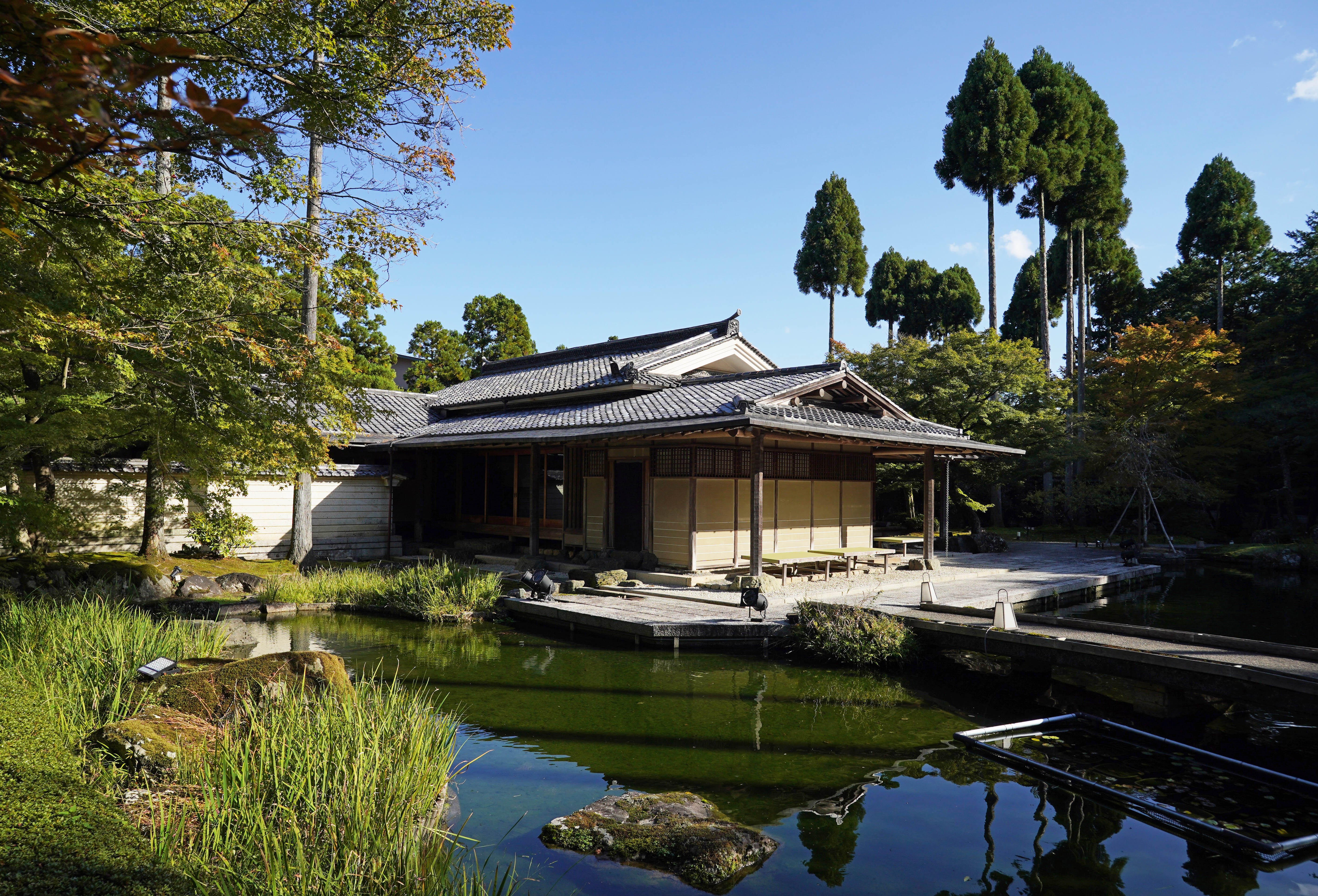山上直子の犬も歩けば】秋の京に競う しなやか竹の美と生命力 ダニエル