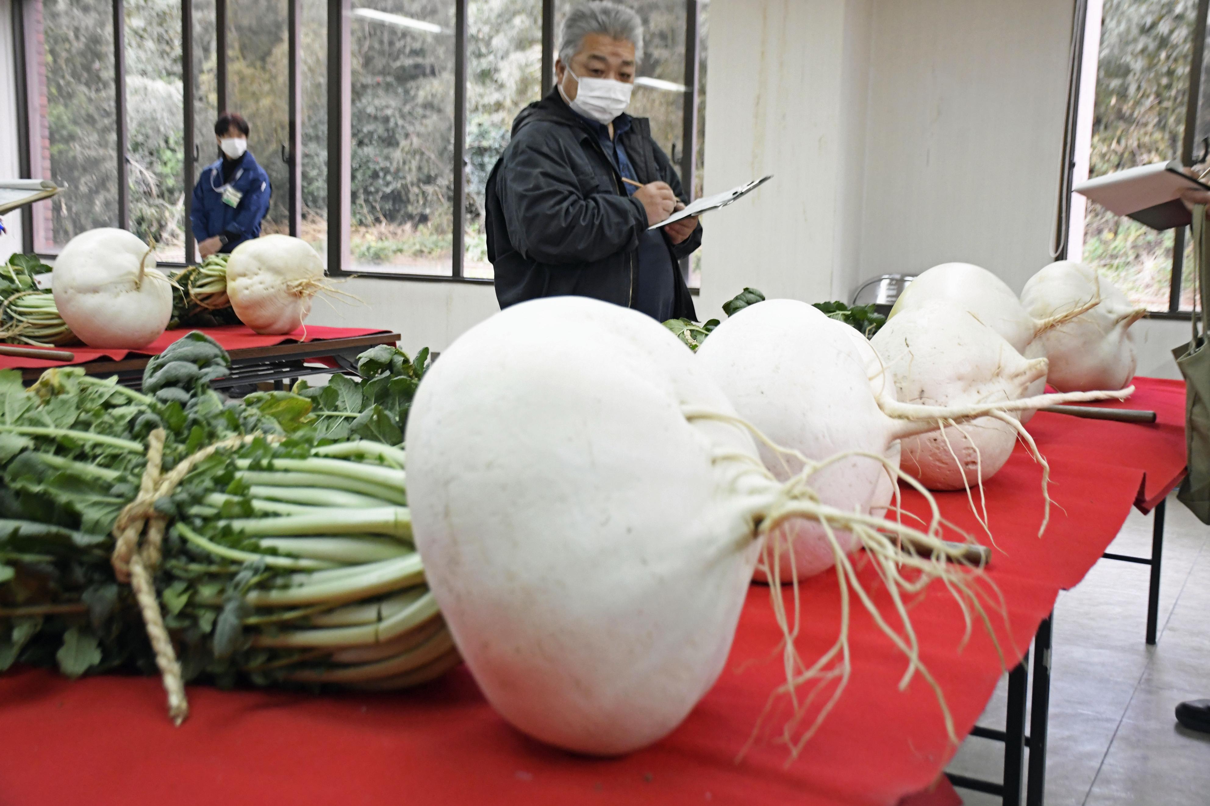大根30キロもギネスに及ばず 鹿児島・桜島でコンテスト - 産経ニュース