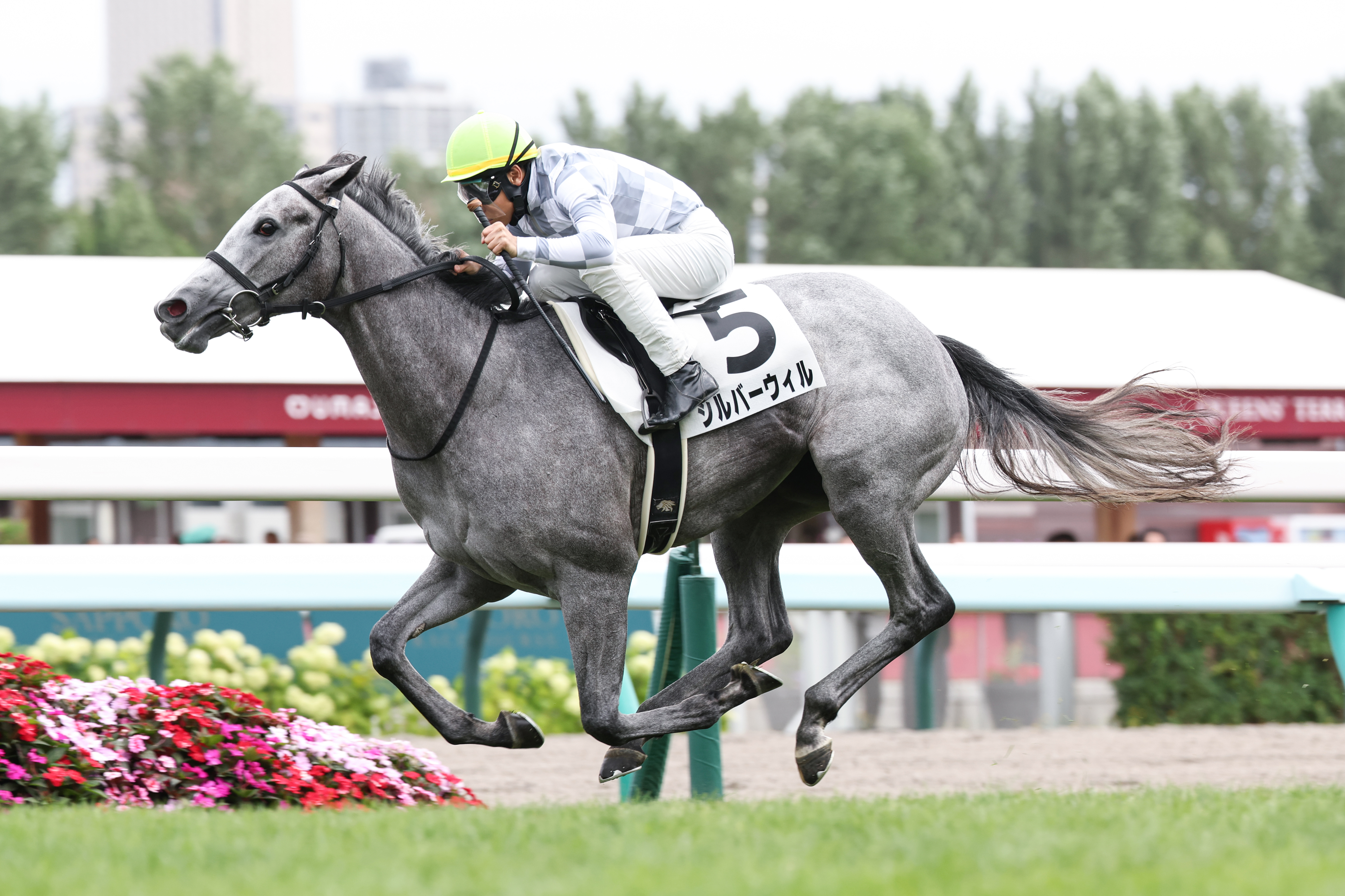 2歳新馬・札幌5R】シルバーウィル好スタートから逃げ切り！ - サンスポ
