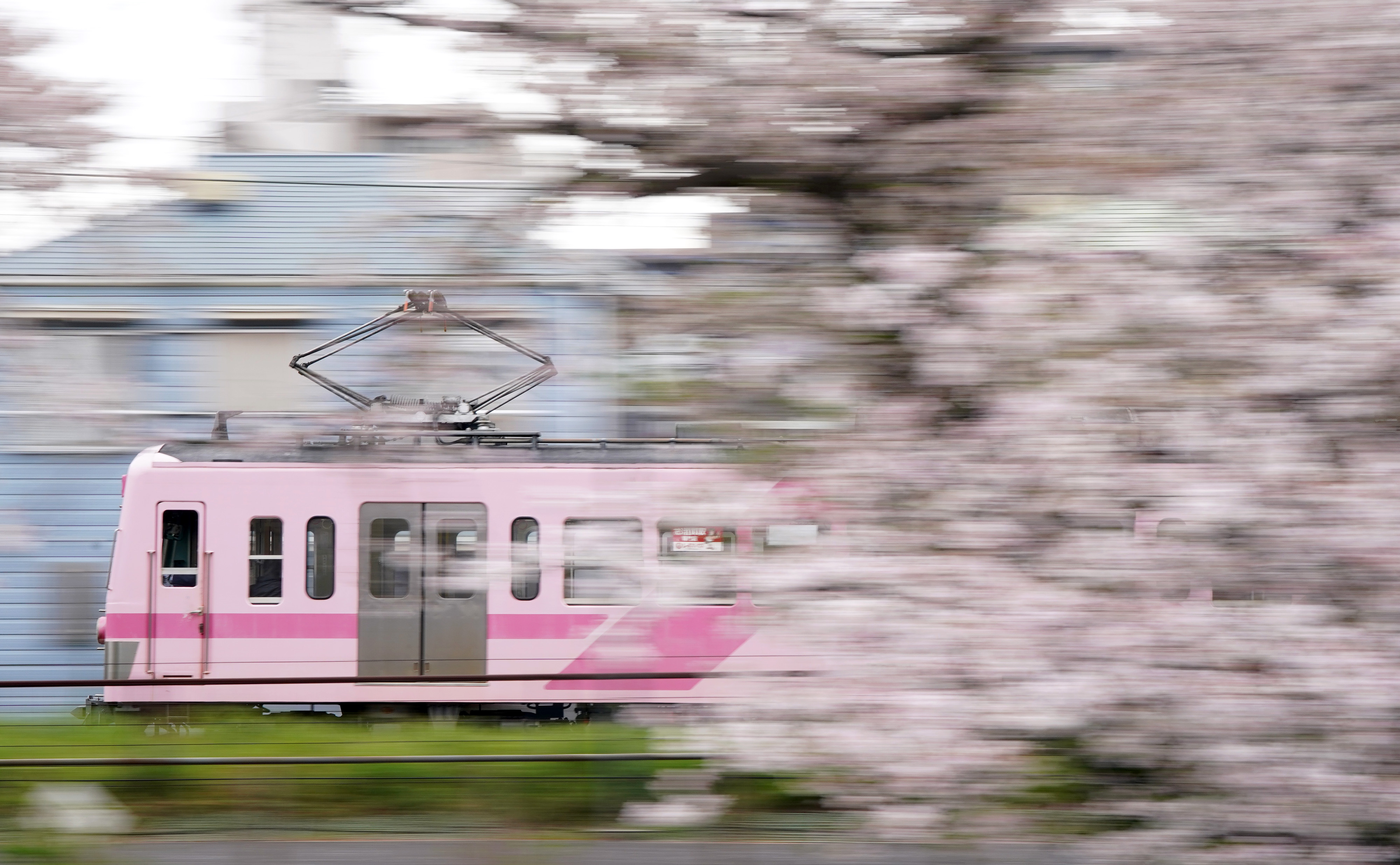 流れる桜の横を走る「さくら号」 千葉のローカル線・流鉄 桜便り