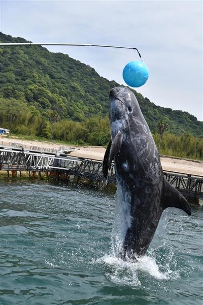 母乳をねだる姿がかわいい イルカの赤ちゃん 会いに来て 元気に成長中 産経ニュース