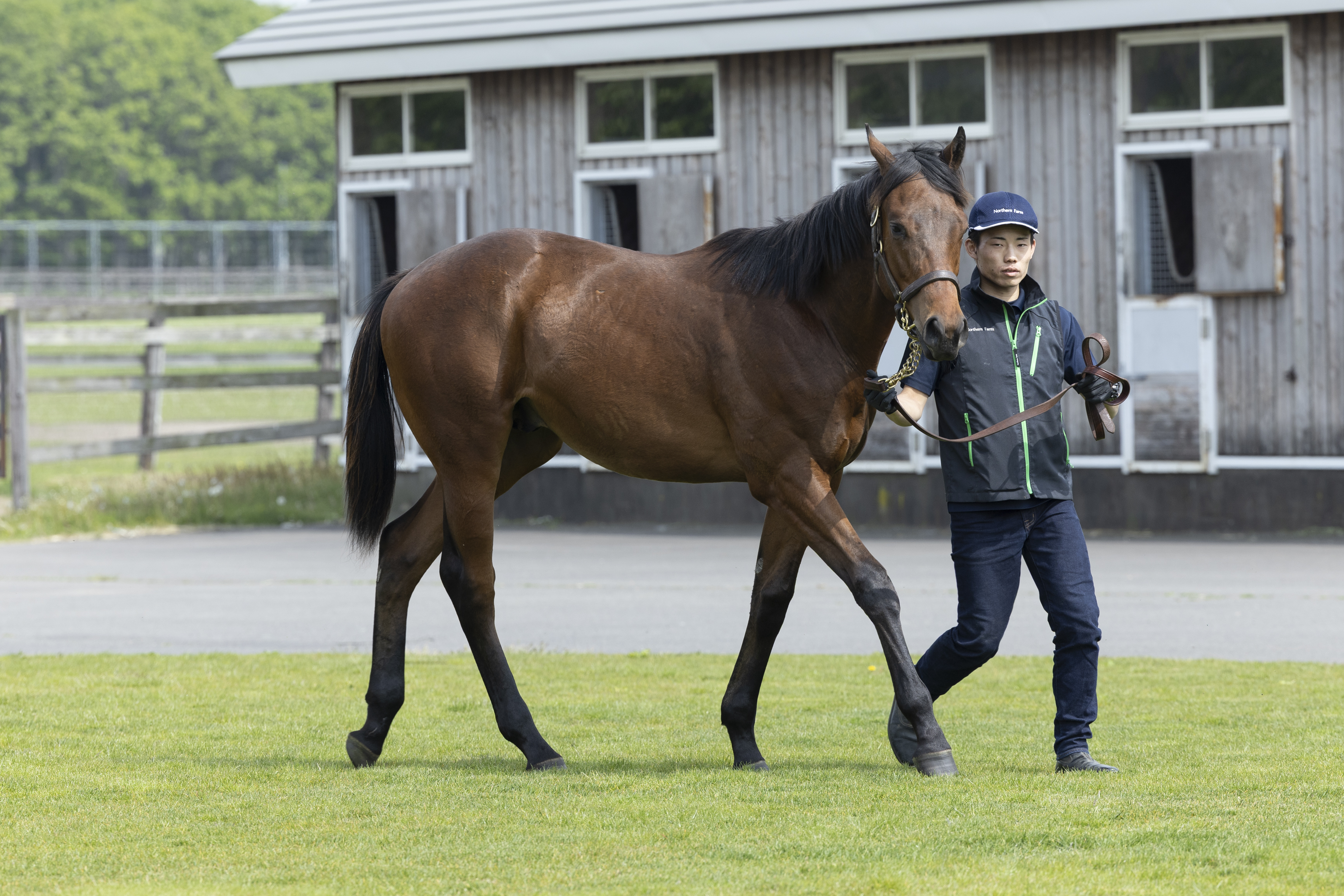 セレクトセール2025 注目馬紹介⑩】牧場スタッフのおすすめ上場馬 