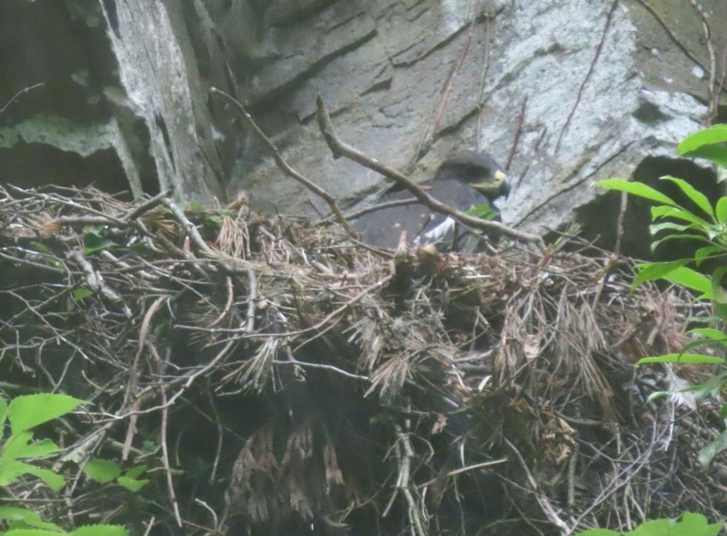 絶滅危惧種ニホンイヌワシ繁殖確認 兵庫県内16年ぶり - 産経ニュース