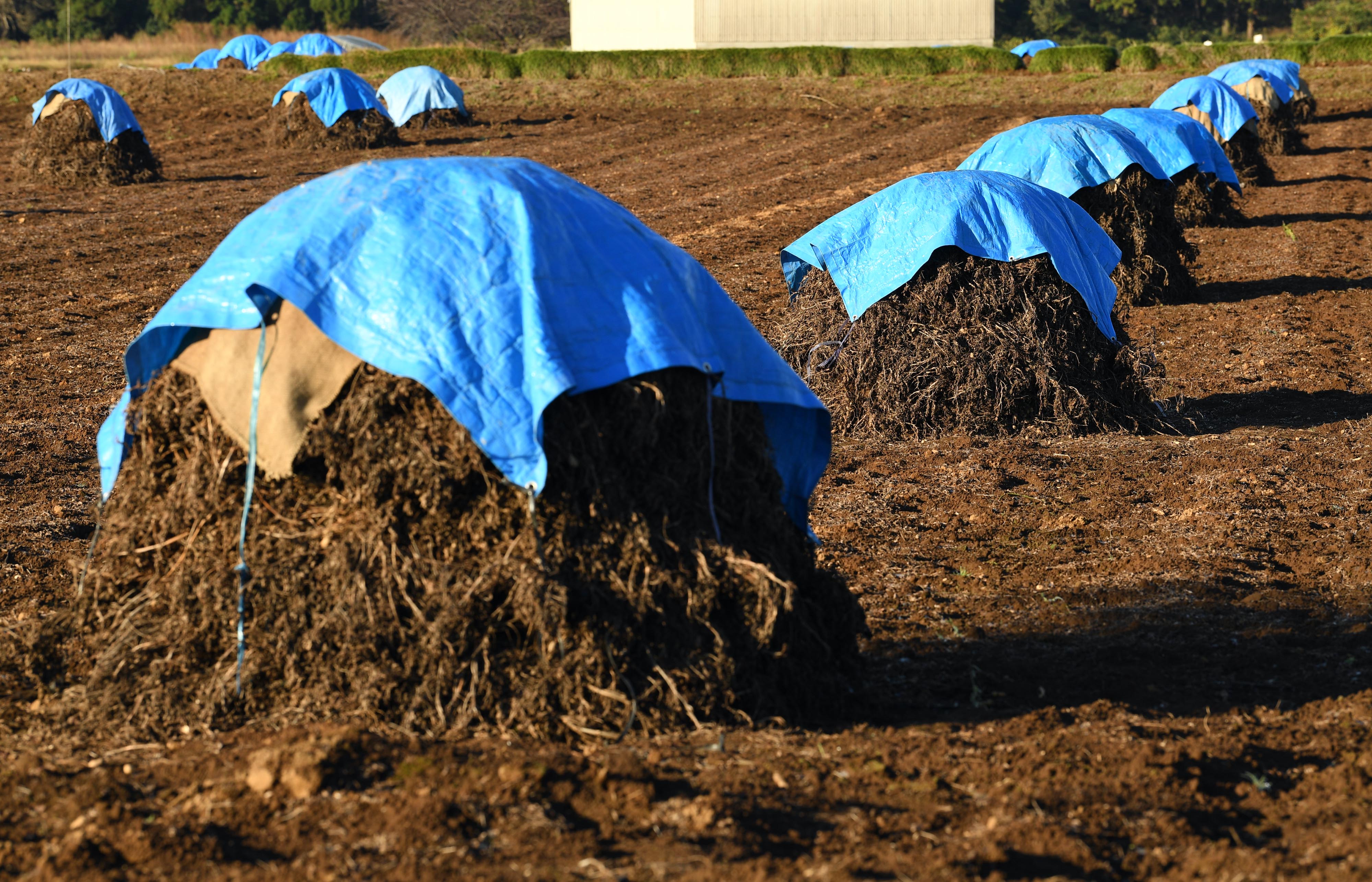 フォト特集 動画 落花生 乾かす 帽子 の列 千葉 晩秋の ぼっち 産経ニュース フォト特集 動画 落花生 乾かす 帽子 の列 千葉 晩秋の ぼっち 産経ニュース