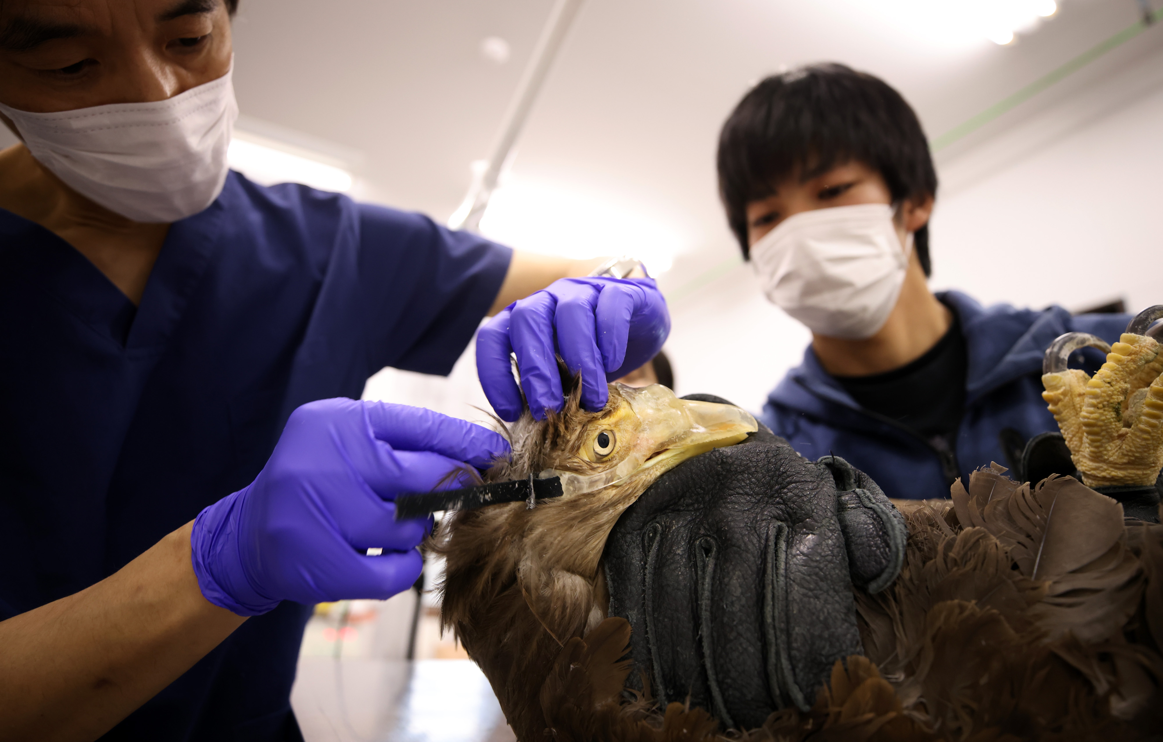 動画】【フォト特集】共生への伝言 生かせ野生の「声」 釧路「猛禽類医学研究所」 - 産経ニュース