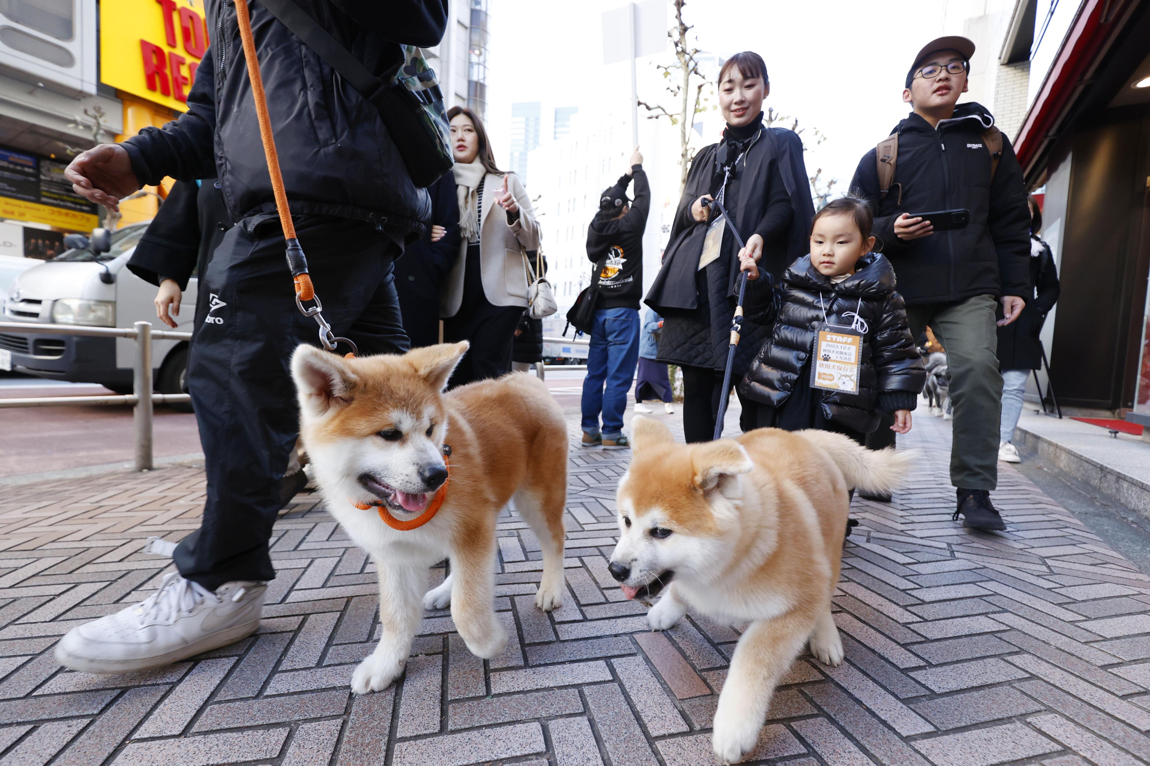 忠犬ハチ公」後輩３８匹が渋谷散歩 生誕１００年 - 産経ニュース