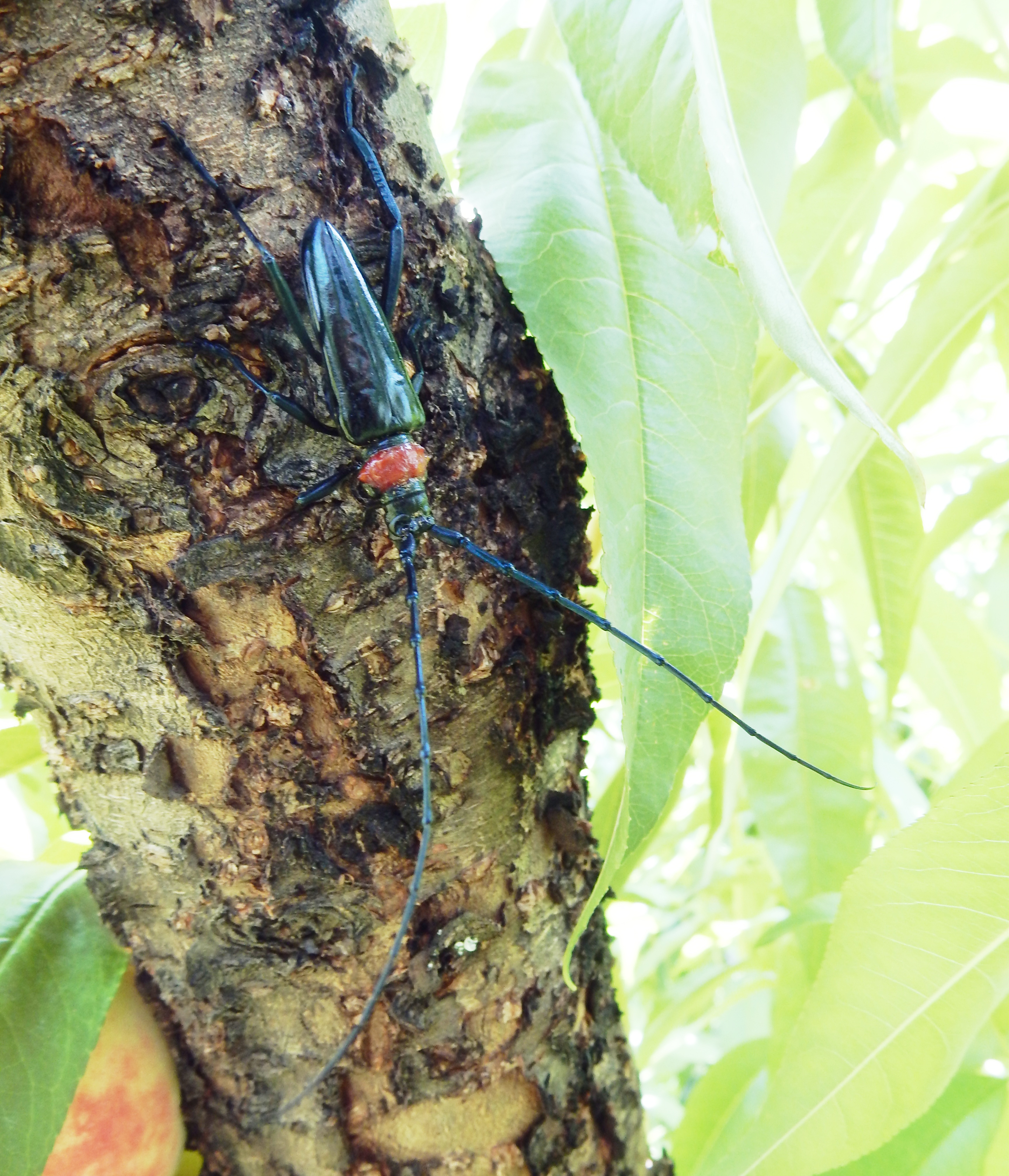 モモやサクラ枯らす外来カミキリムシの被害拡大 栃木・日光で初確認