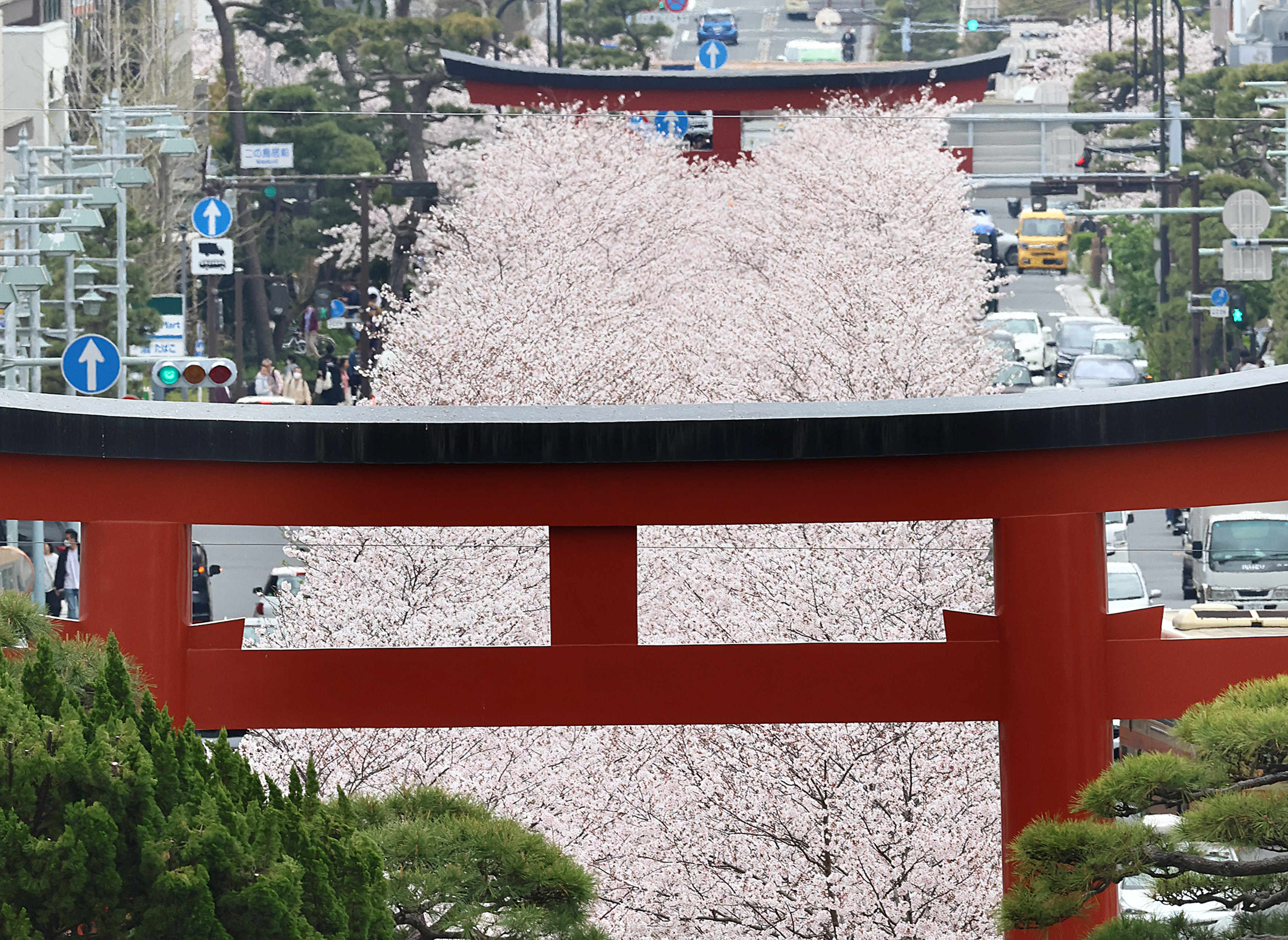 サクラに覆われた参道 鎌倉・鶴岡八幡宮 桜便り2024 - 産経ニュース