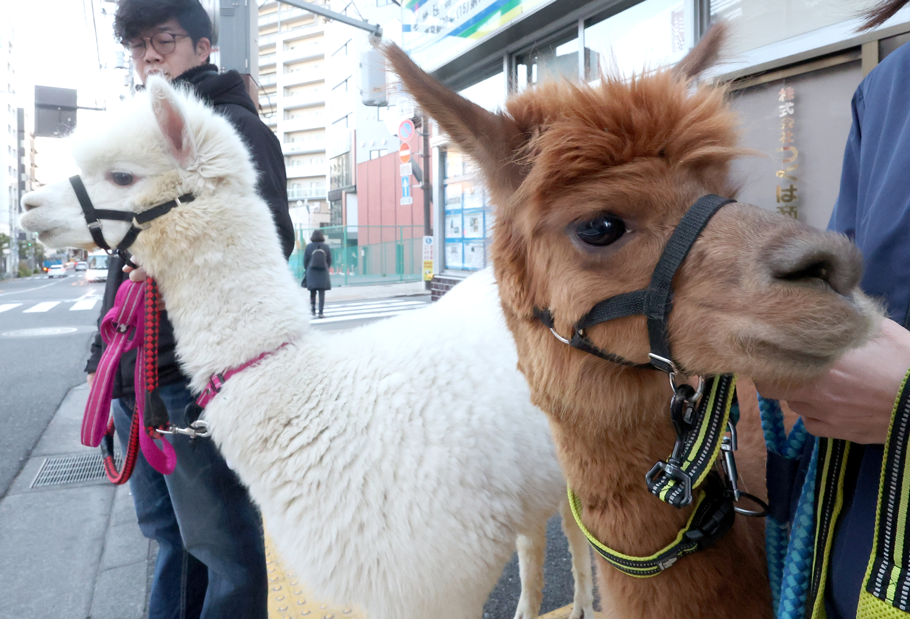 路上感撮】アルパカもそぞろ歩き？ 東京・神楽坂 - 産経ニュース