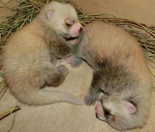 レッサーパンダの双子の赤ちゃん誕生 神戸市立王子動物園 産経ニュース