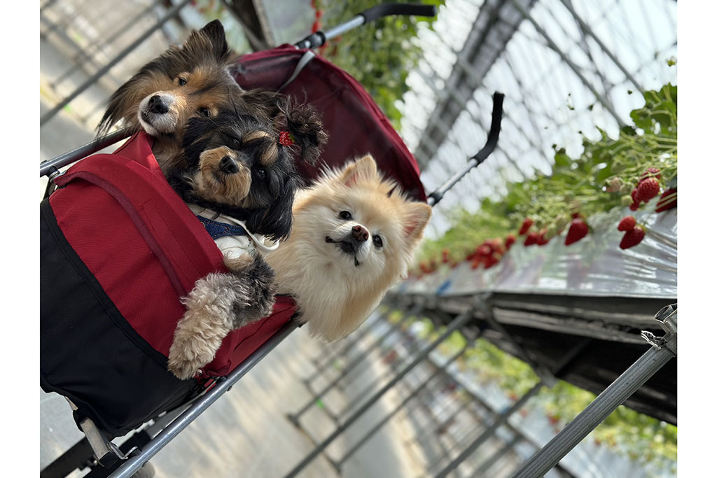 ペット同伴が嬉しいイチゴ狩り - イザ！