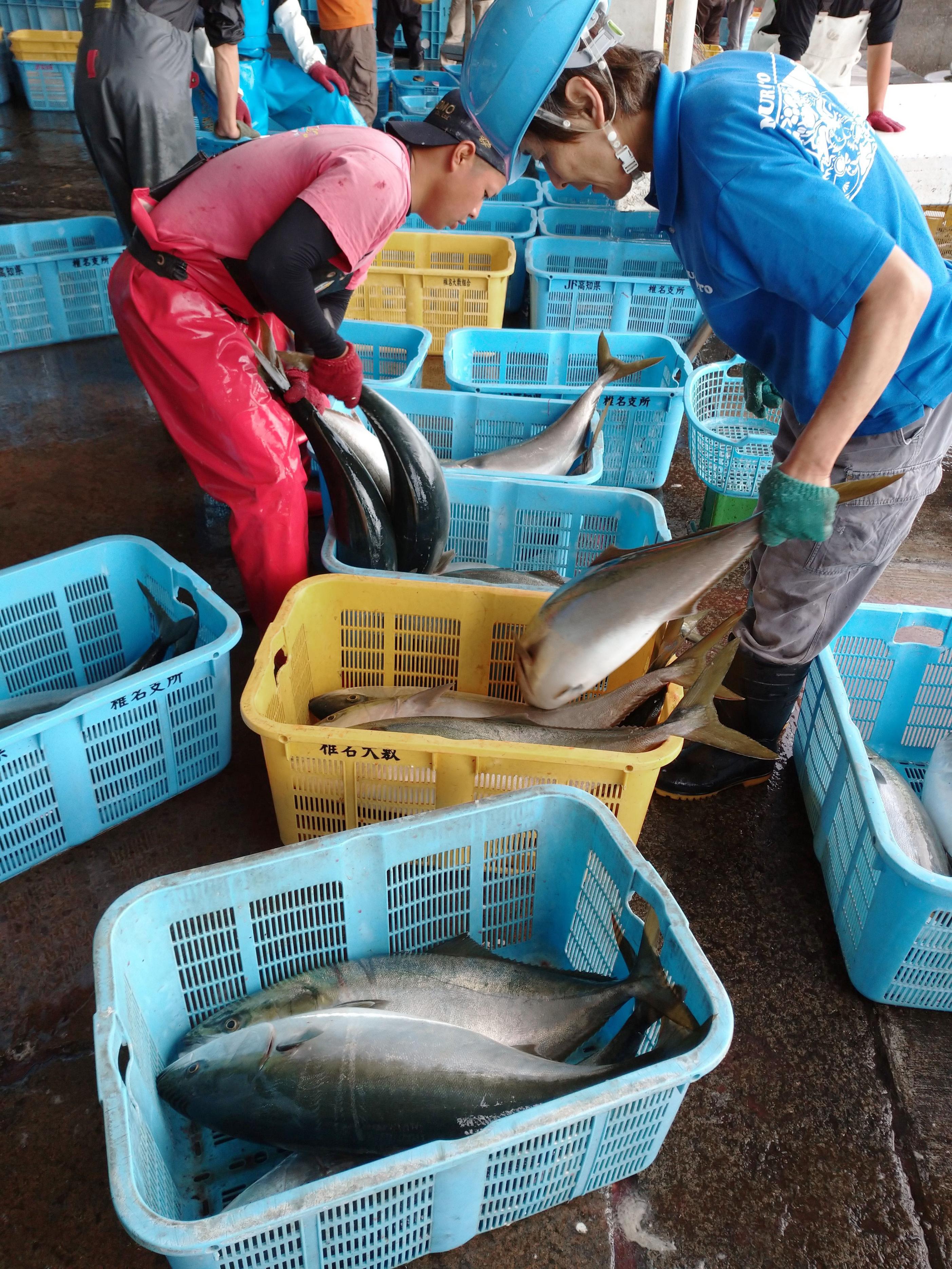 高知 春ブリ 名産化へ 脂乗り 寒 に劣らず 産経ニュース