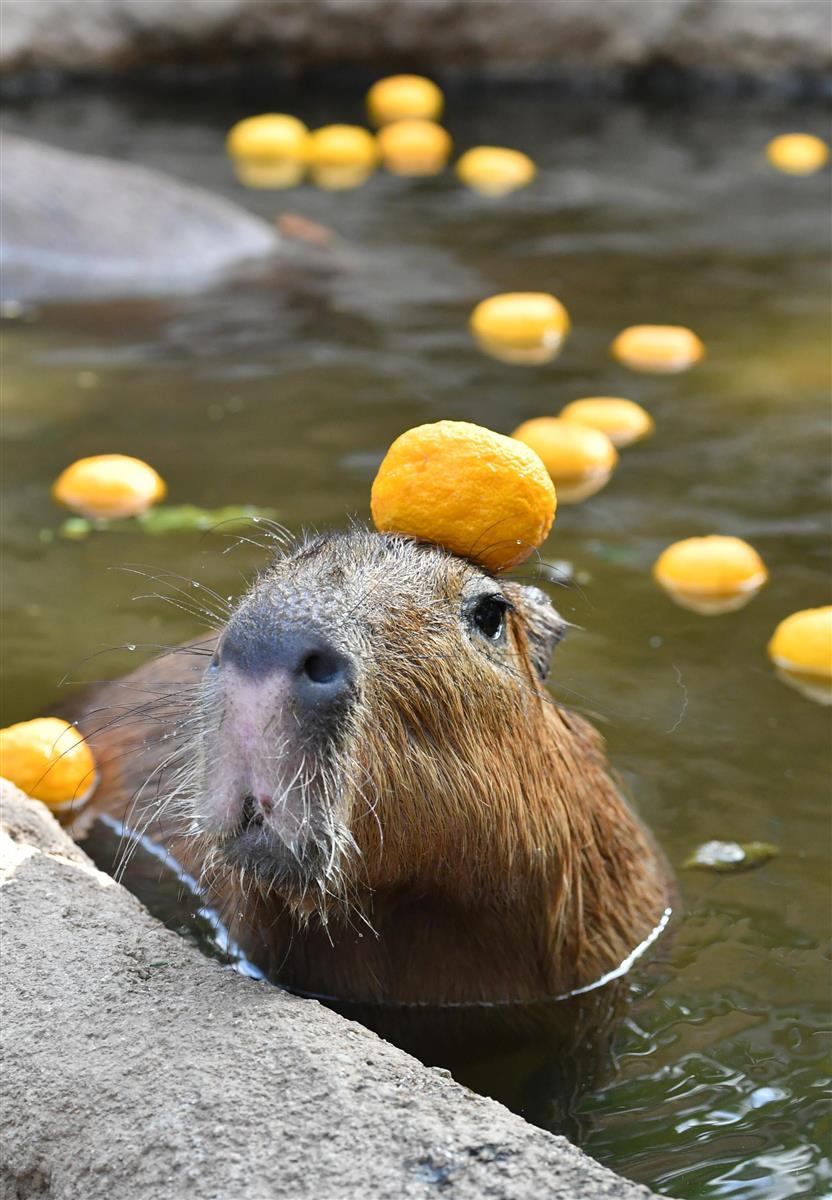 動画 カピバラに ゆず湯 神戸どうぶつ王国 産経ニュース