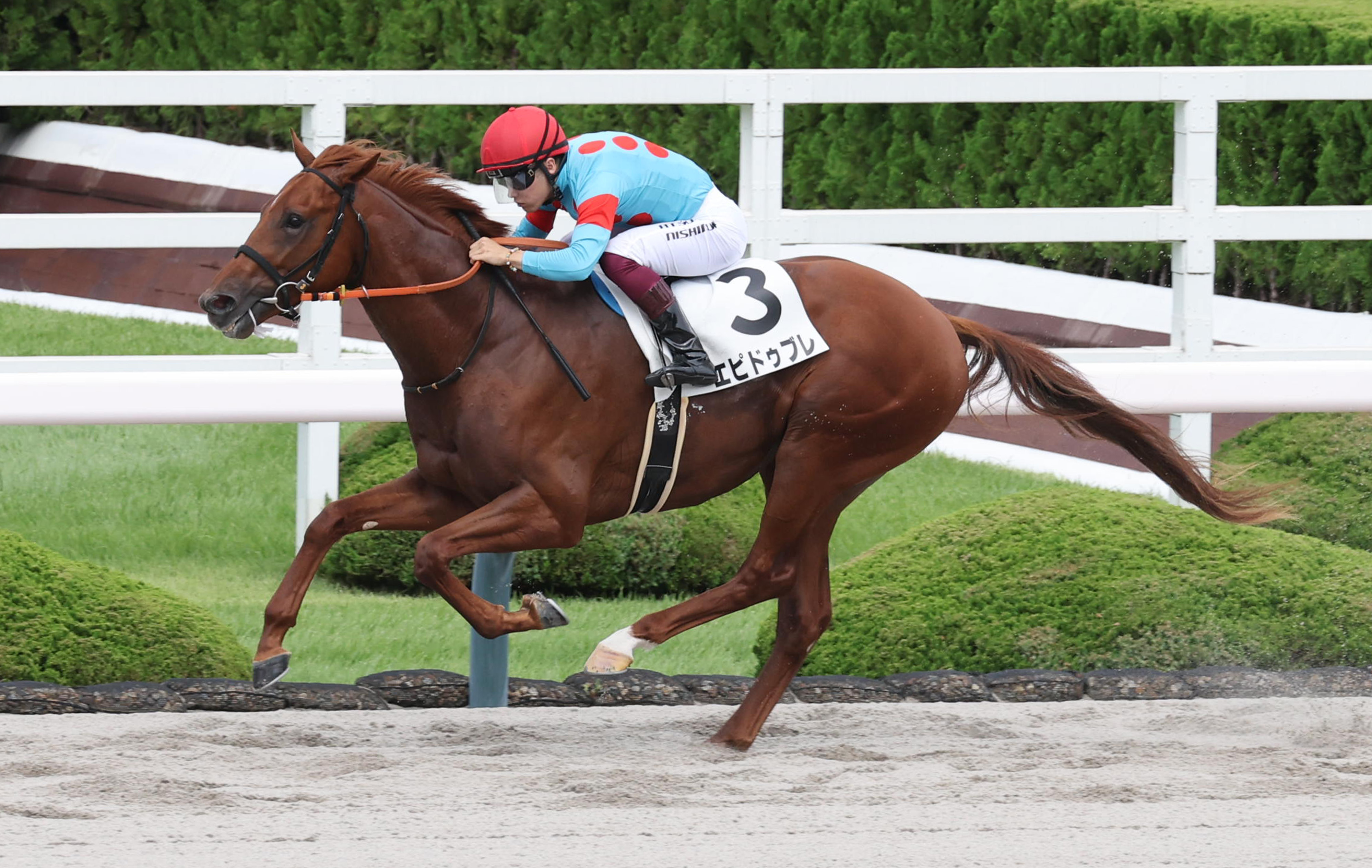2歳新馬・阪神6R】エピドゥブレが1番人気に応えて快勝 - サンスポZBAT!