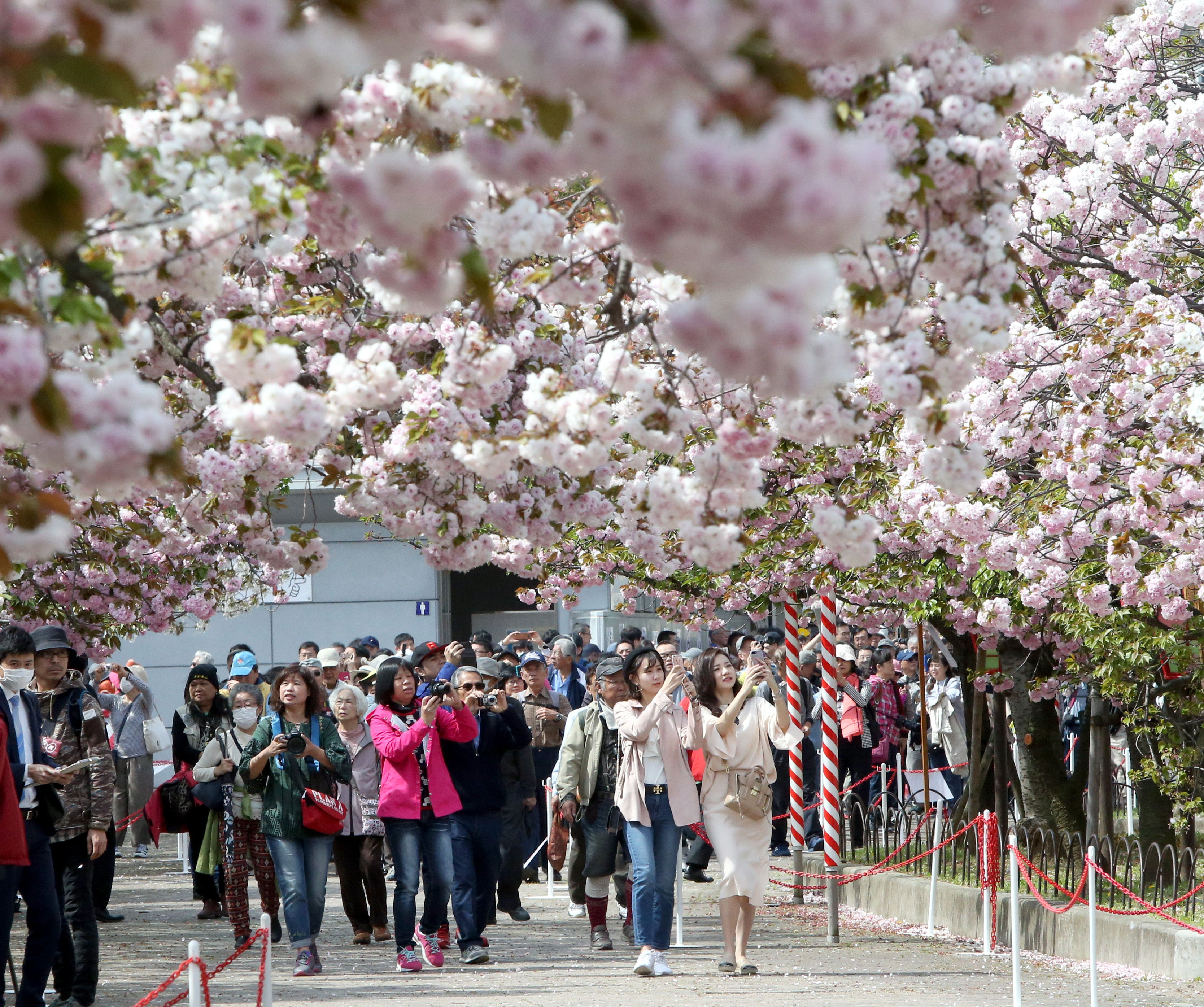 造幣局 3年ぶりの「桜の通り抜け」 30年見守った「桜守」の思い