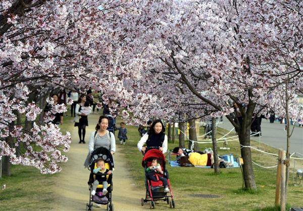 巨大ダックも花見 コシノヒガン見ごろ 大阪狭山市 狭山池公園 産経ニュース