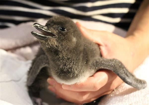 もふもふを見に来て ペンギンの赤ちゃん２７日から公開 東京 すみだ水族館 産経ニュース