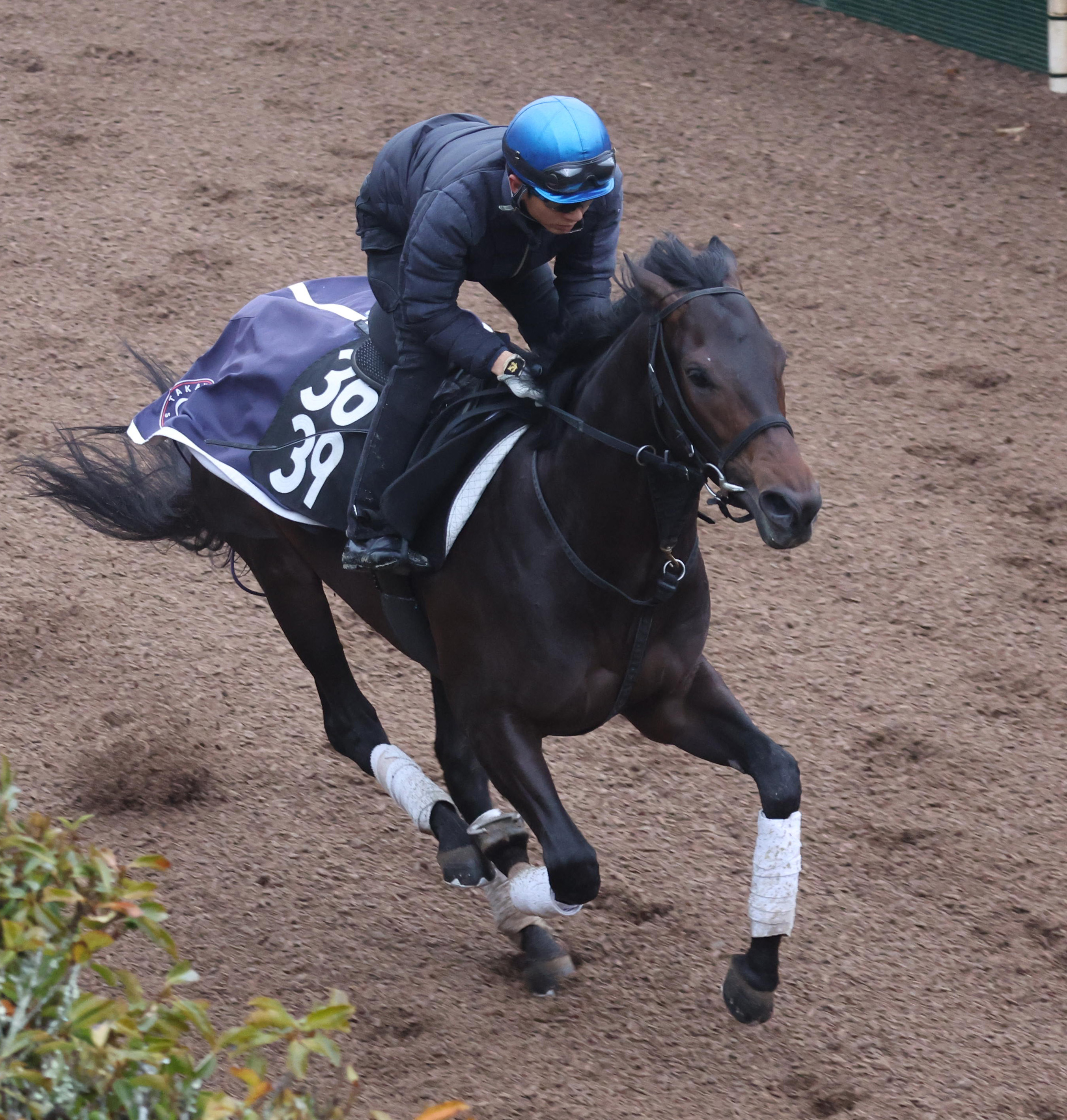 ミュージアムマイル メイクデビュー中京～弥生賞 全５戦 現地単勝馬券♪ maxresdefault.jpg