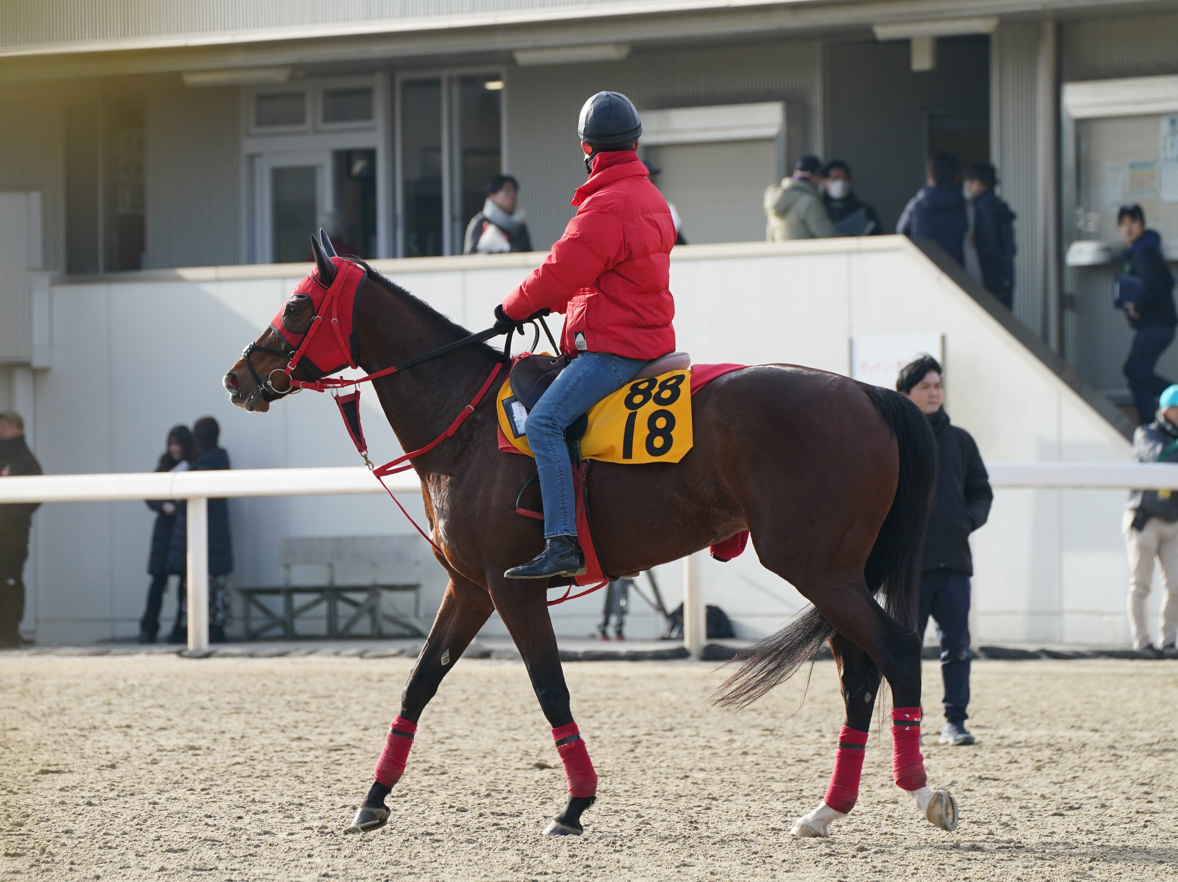 中山牝馬S】OP入り初戦のシランケド 牧浦師「中山コースは問題