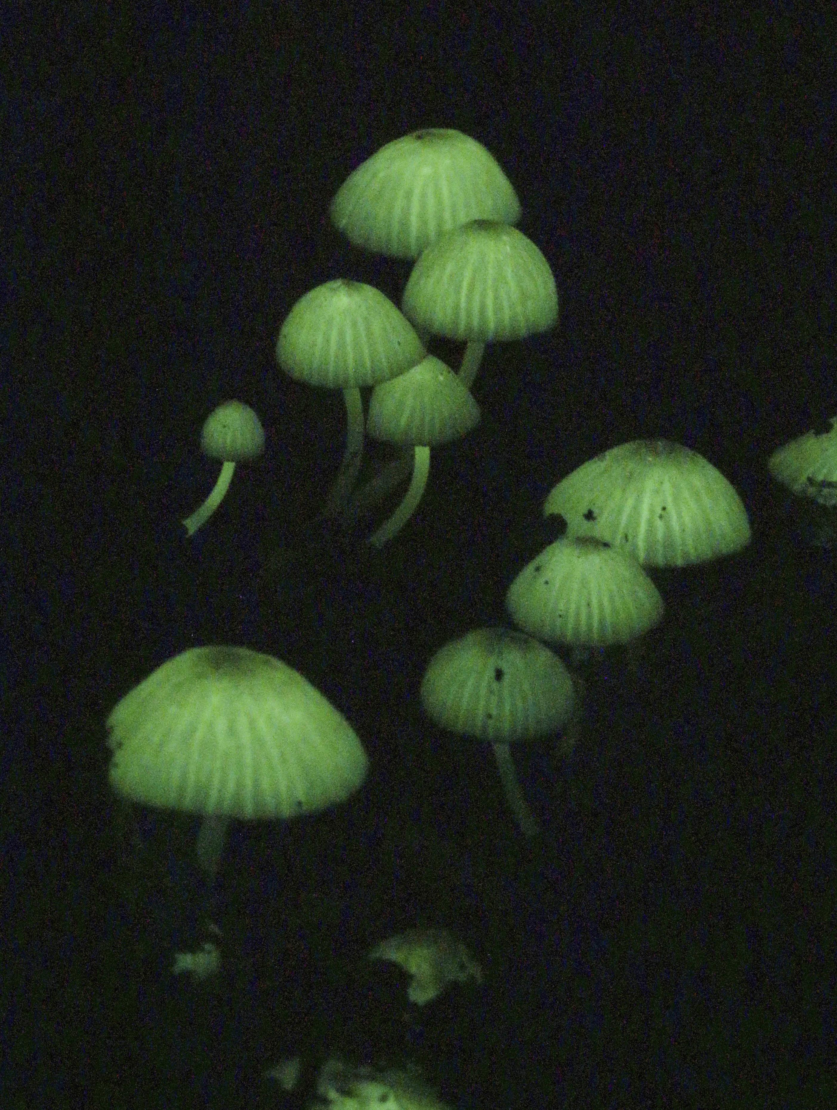 夜の森に光るキノコ 奄美、幻想的な緑色に - 産経ニュース