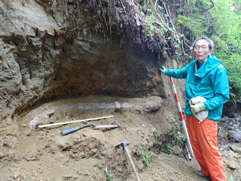 静岡市でナウマンゾウの切歯の化石発見 １３万年前の地層から - 産経ニュース