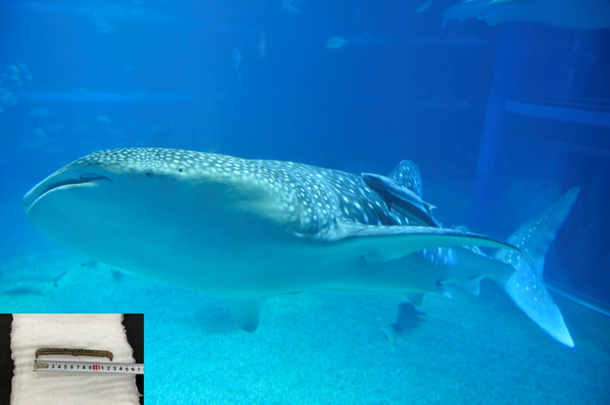 ジンベエザメの命を奪う小さな「櫛」 海遊館ダイアリー - 産経ニュース
