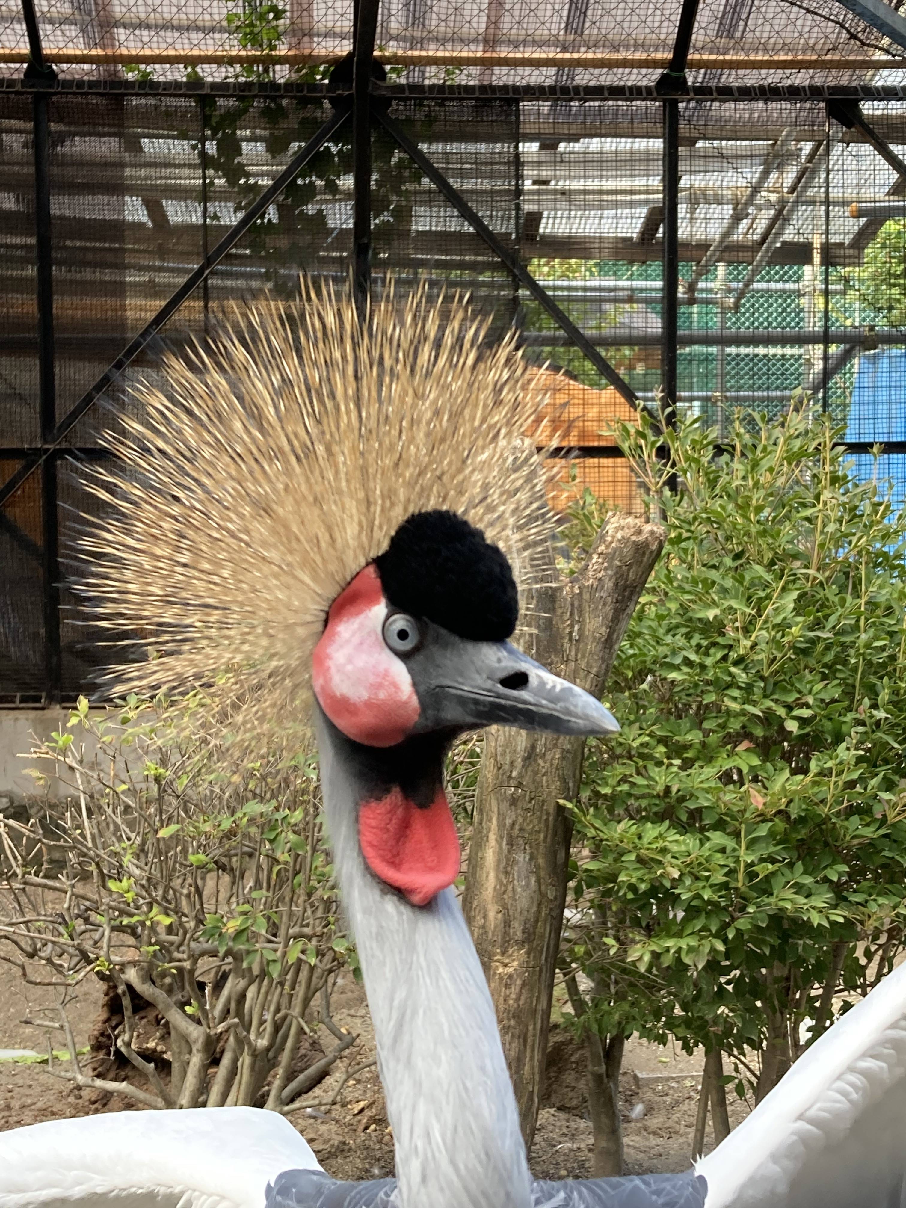長野 須坂市動物園 飼育員日誌 ホオジロカンムリヅル クジャクと間違えないで 産経ニュース