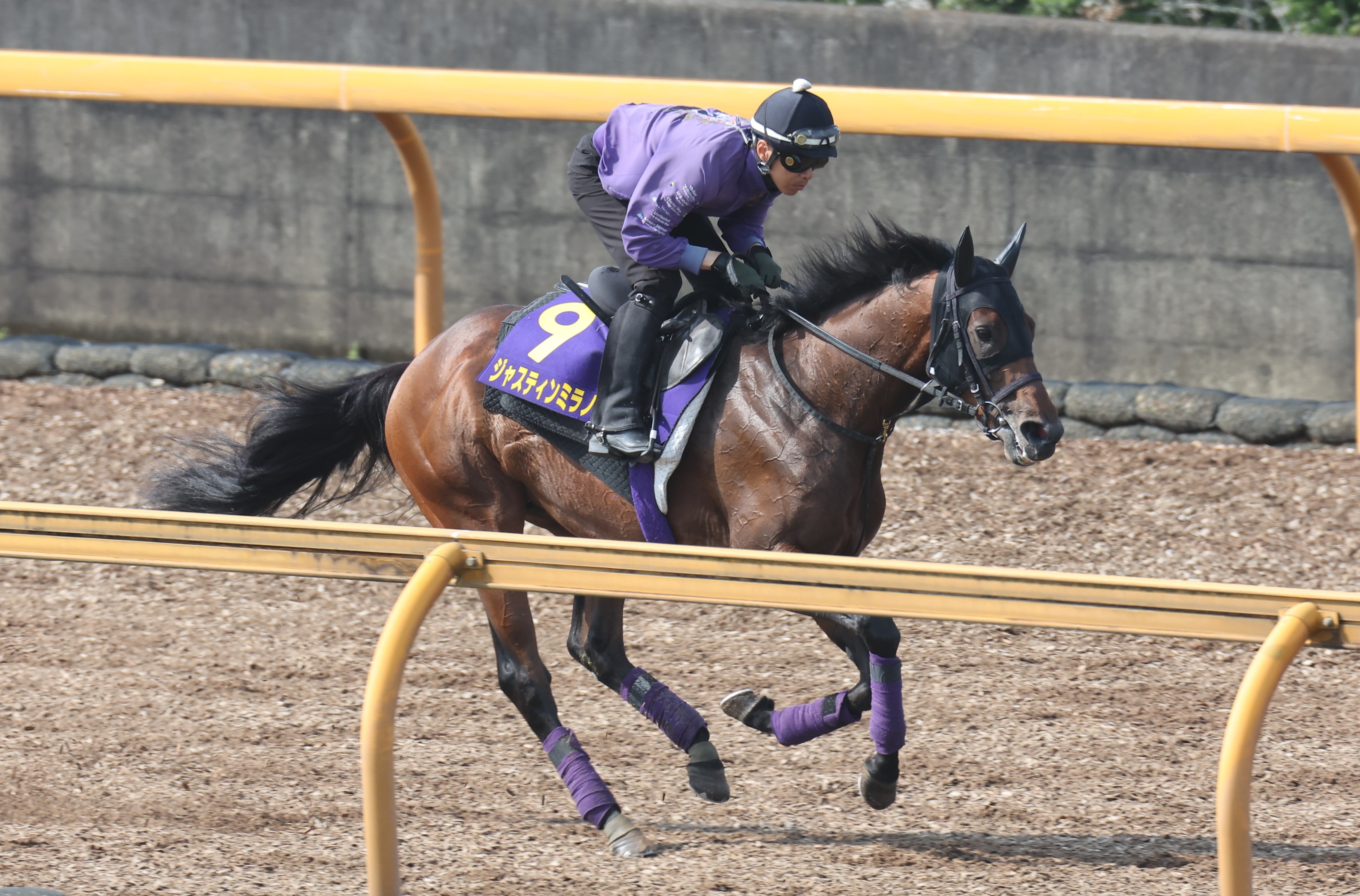 ジャスティンミラノ　全戦現地単勝馬券セット（新馬～日本ダービー）★引退種牡馬入り ジャスティンミラノ全戦現地単勝馬券セット（新馬～日本ダービー