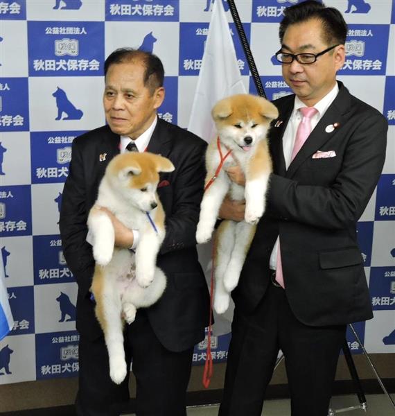 ザギトワ選手へ贈る秋田犬の子犬をお披露目 産経ニュース