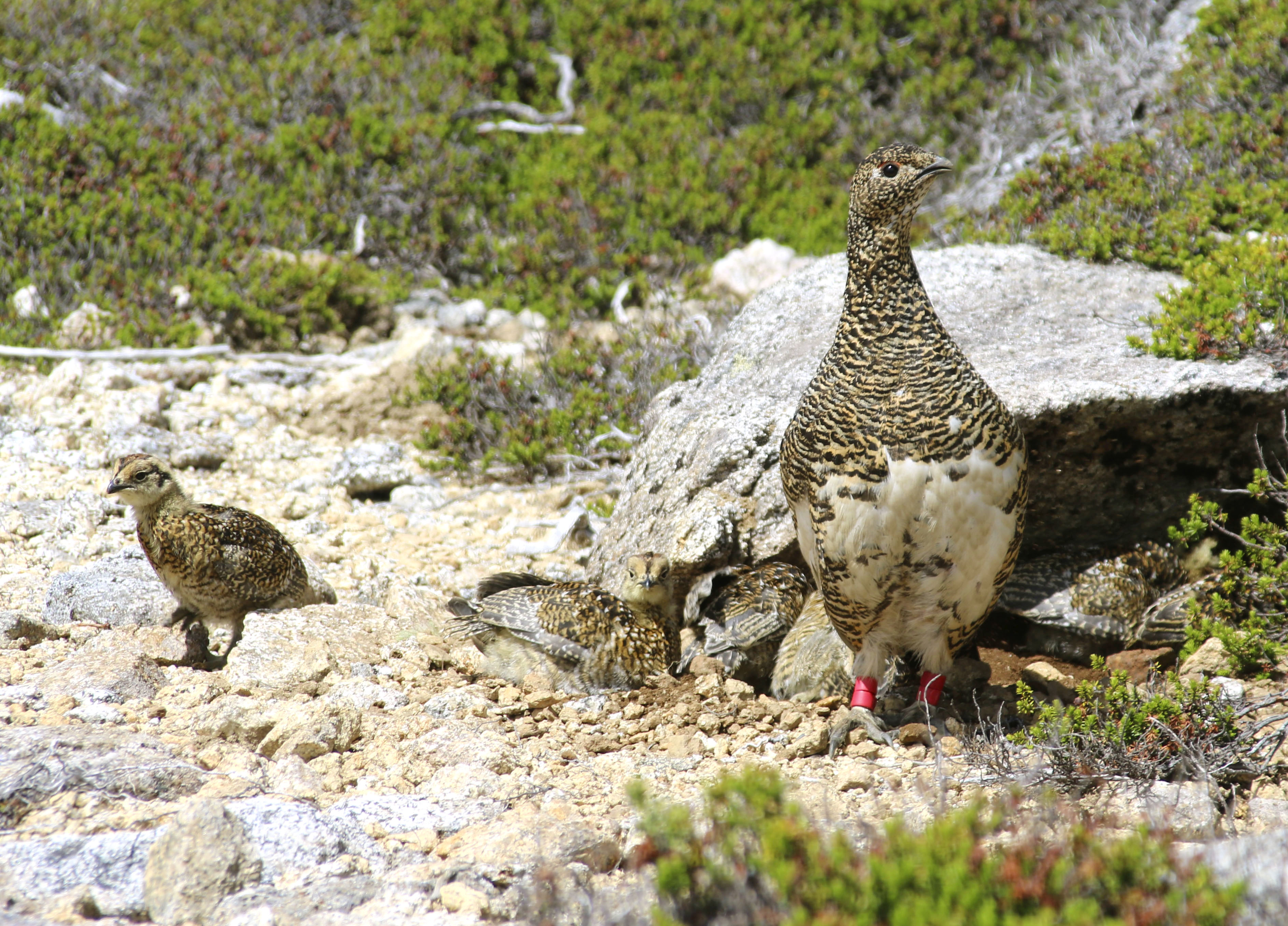特別天然記念物ライチョウひな28羽を放鳥 中央アルプス駒ケ岳