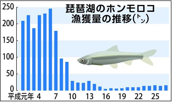 ホンモロコの産卵保護で 琵琶湖の一部で釣りも禁止へ 1 2ページ 産経ニュース