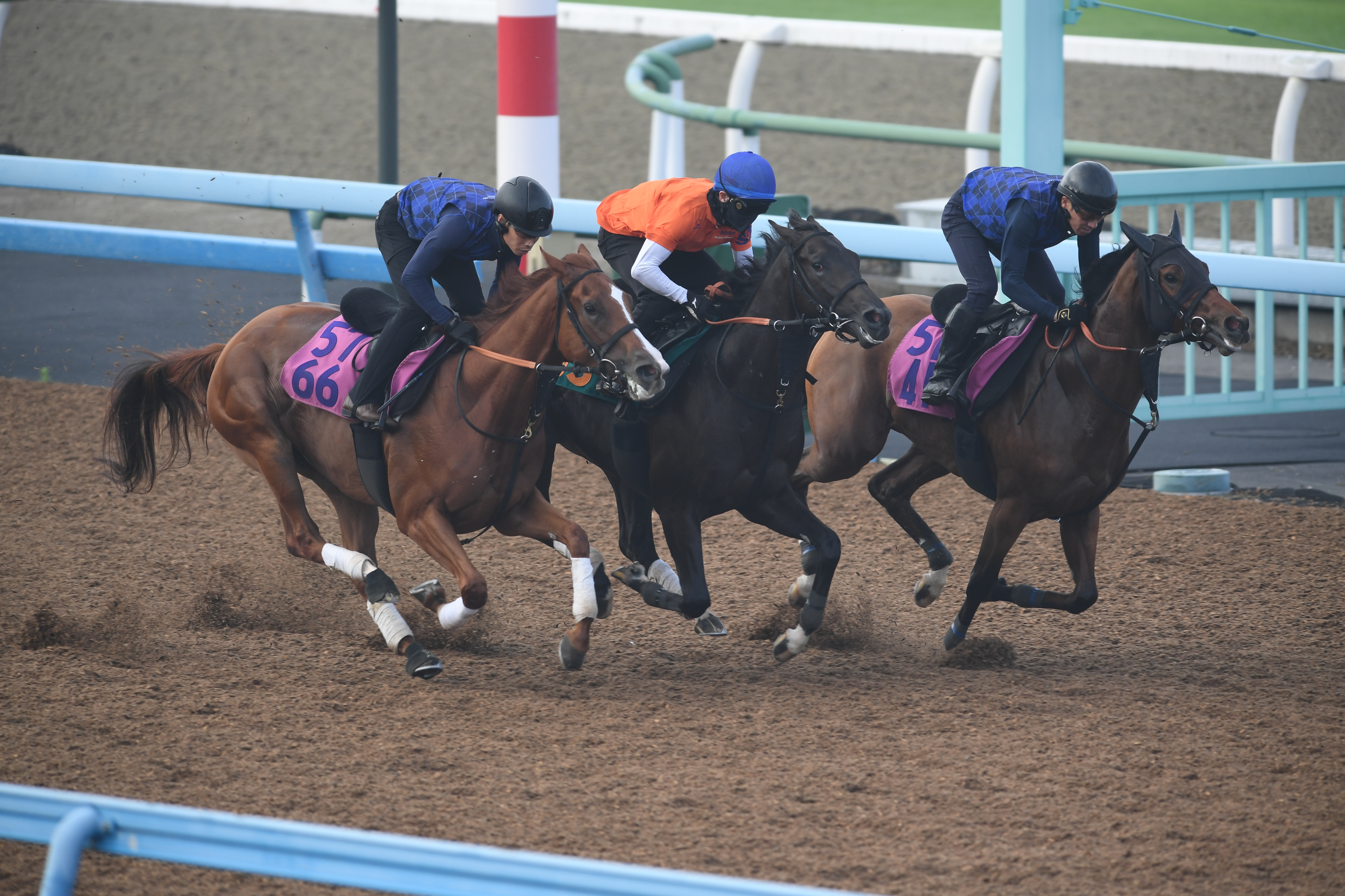 今日の注目新馬】2億8000万円で落札の良血アトミックリーチ 宮田師「週