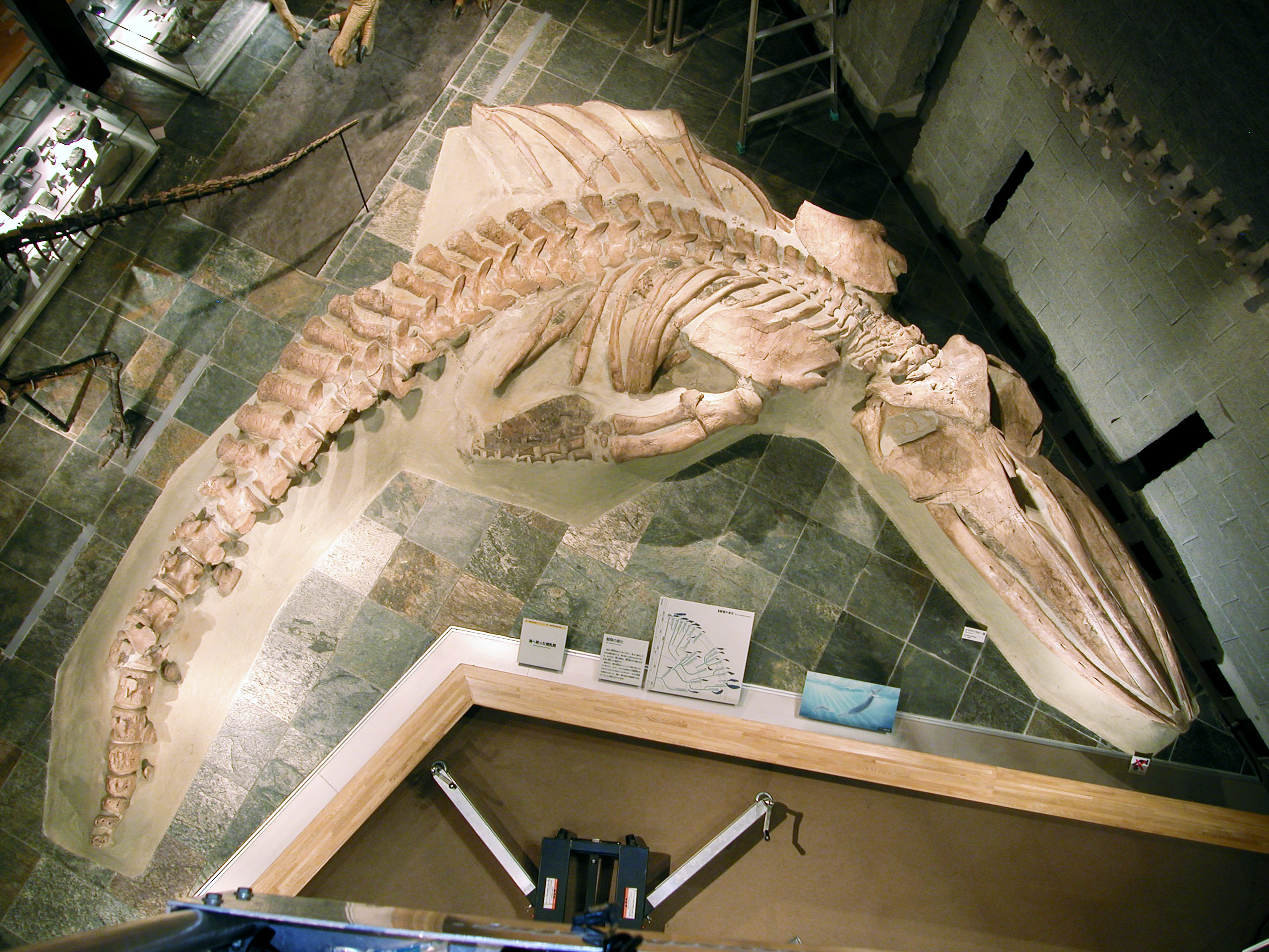 5-2　クジラ　鯨　上顎　化石　博物館のお墨付き