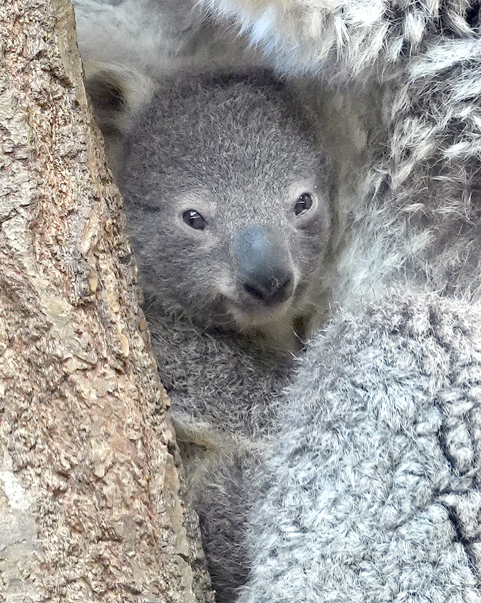 どうぶつ園のニューフェース ベイビー こっちを向いて コアラの赤ちゃん 産経ニュース