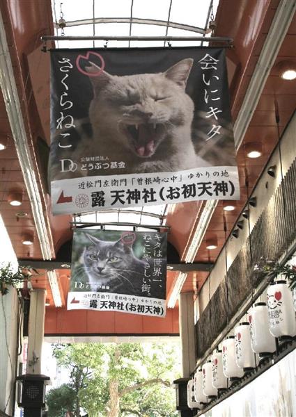 大阪 キタを さくらねこ の聖地に 猫の殺処分ゼロを発信 お初天神通り商店街の巨大垂れ幕が話題に 1 2ページ 産経ニュース