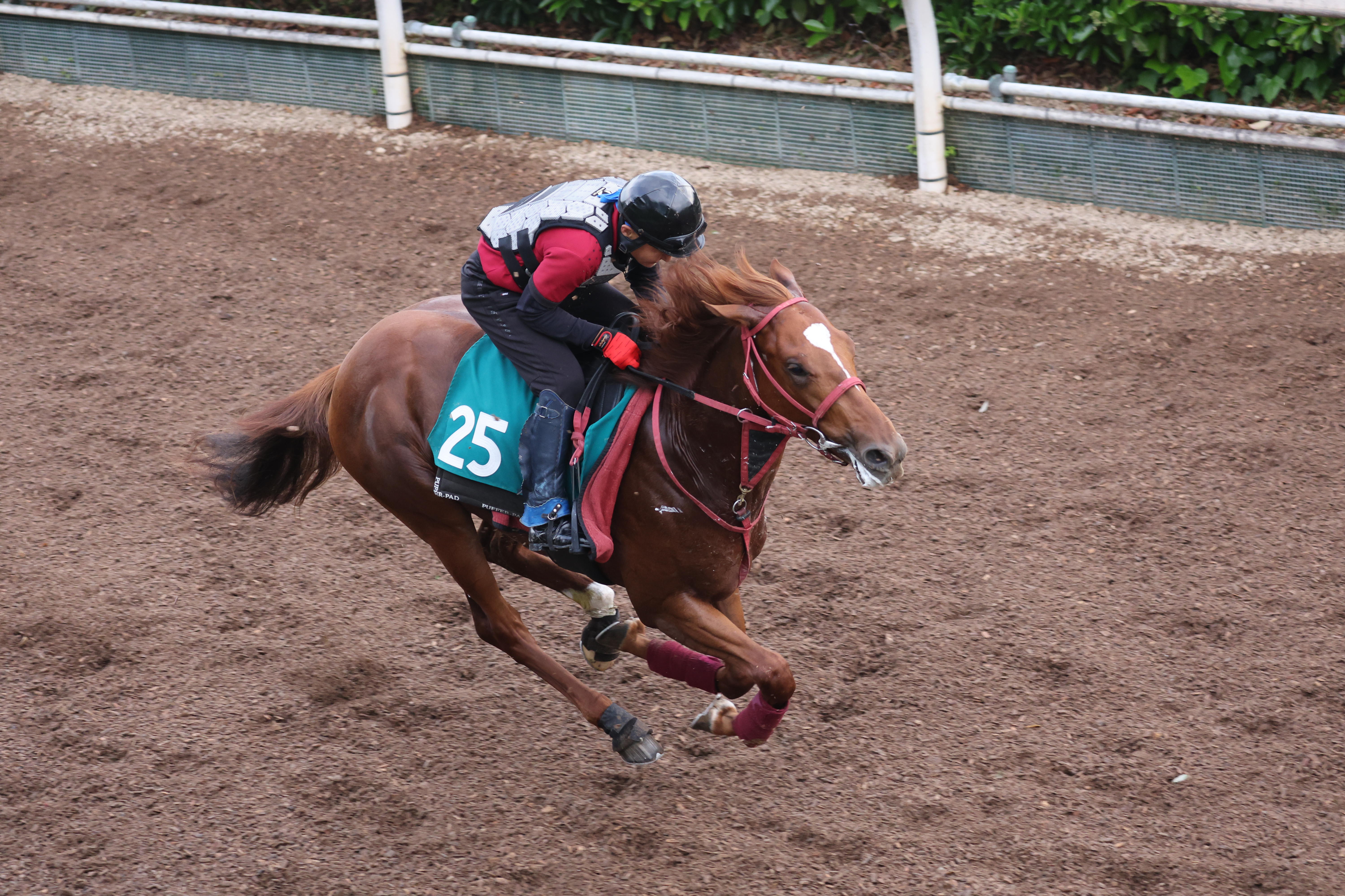 今週の注目新馬】タイドビートは安田記念出走ドラゴンブーストと互角の
