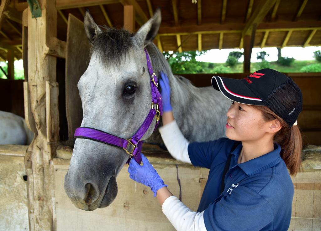 元競走馬ウサギノカケアシ 成田ゆめ牧場で第２の馬生 産経ニュース