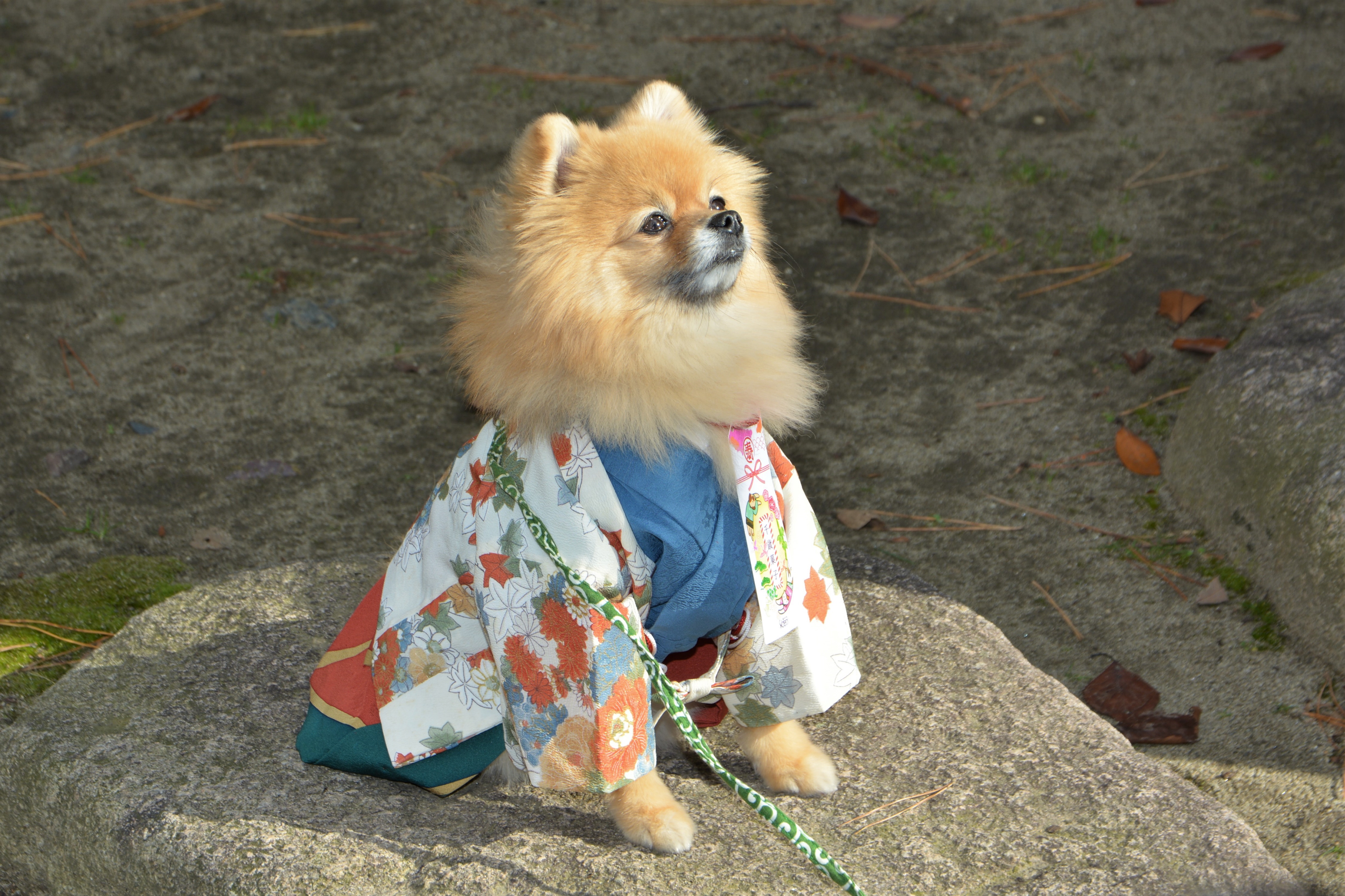 新潟初！ ワンちゃんの合同七五三 飼い主が健康祈願 - 産経ニュース