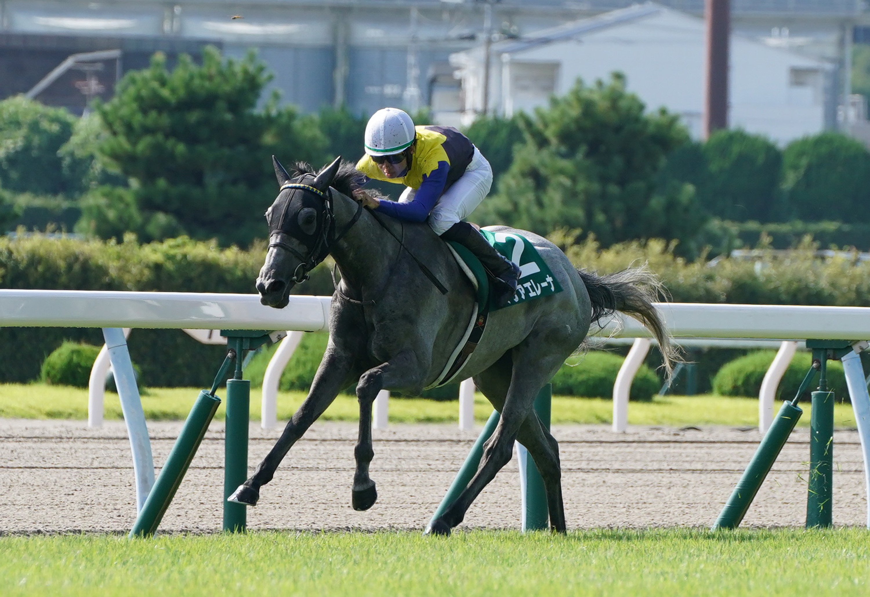 マリアエレーナは腱鞘炎 エリザベス女王杯１５着後に下馬