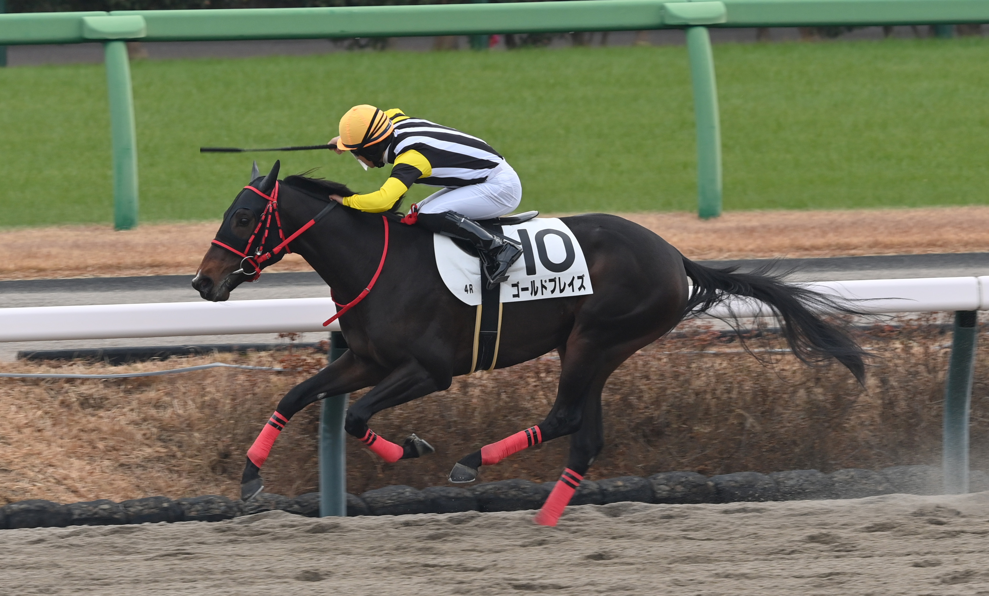 2歳新馬・中山4R】ゴールドブレイズが快勝発進！ 荻野極騎手「これから