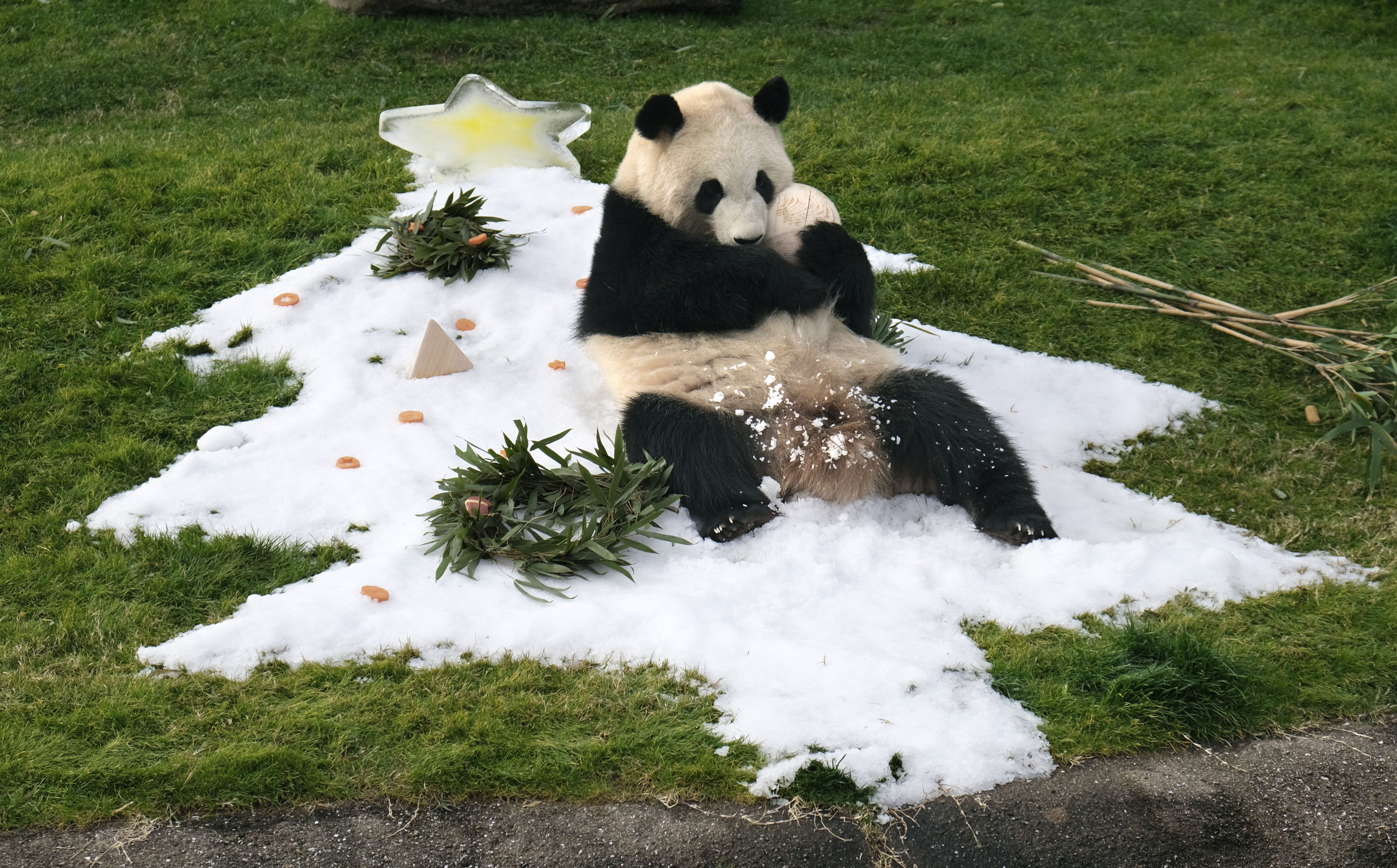 ３歳パンダにクリスマス 和歌山 白浜でプレゼント 産経ニュース