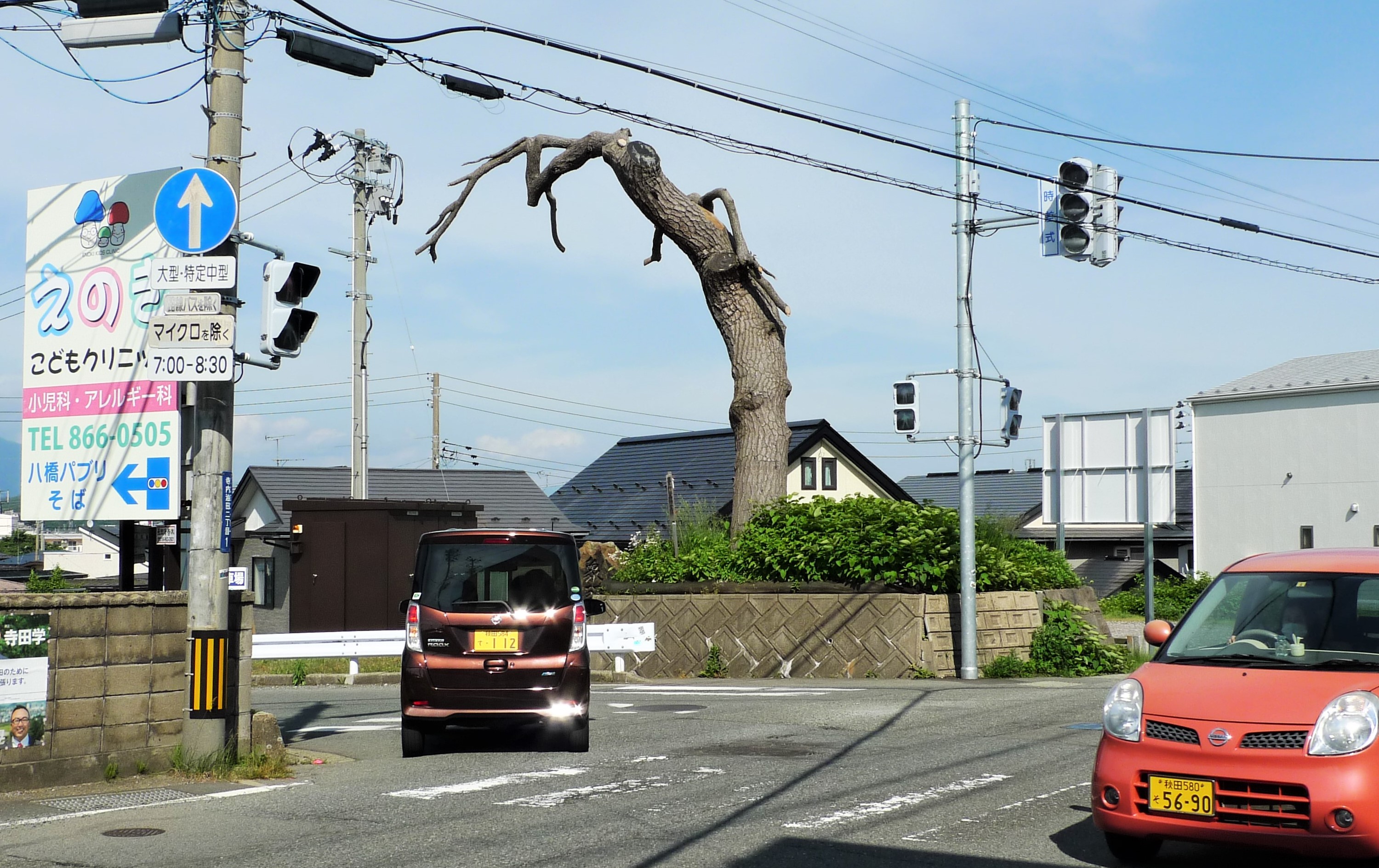 秋田 油田の一本松 が枯死 根周りの開発影響か 産経ニュース