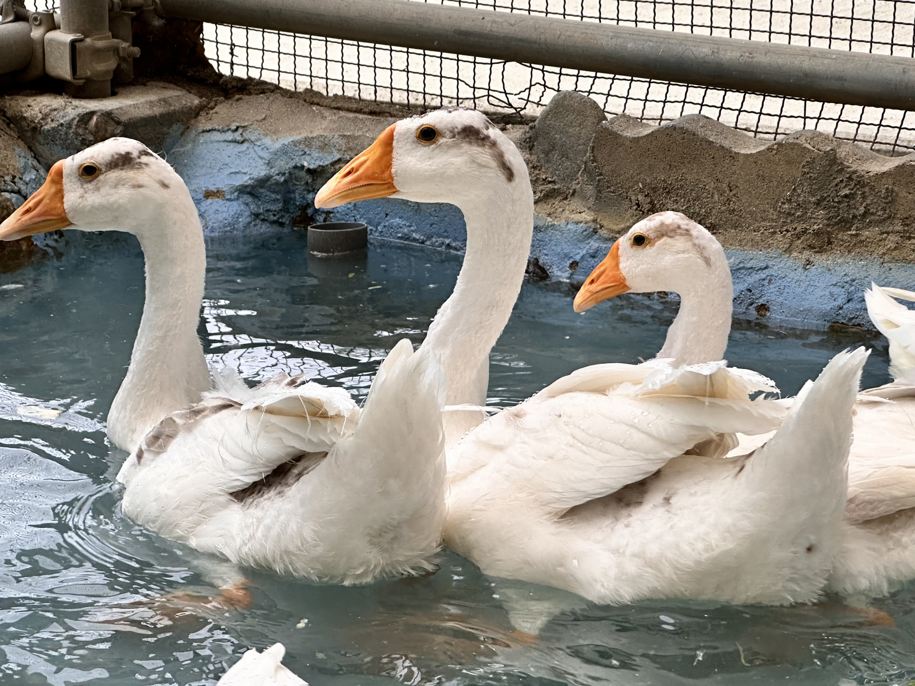 シナガチョウ 生後4カ月の子供だけれど大人並み 長野・須坂市動物園