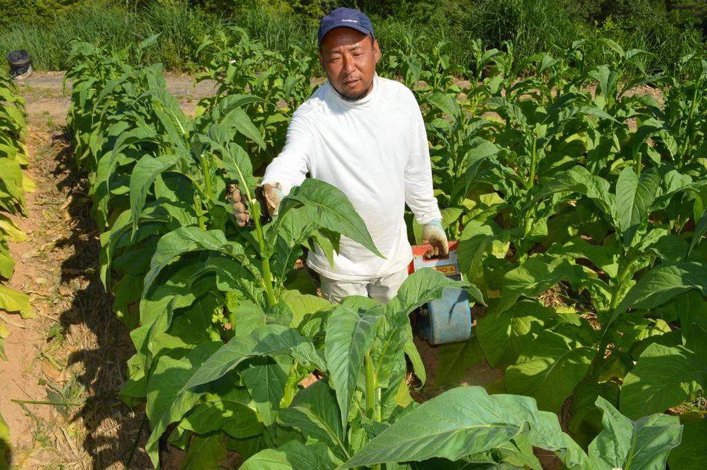 激減する葉タバコ農家 嫌煙より怖いのは天気 1 2ページ 産経ニュース