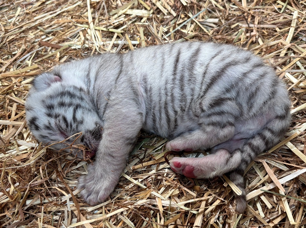 海外作家様作　アートドール　ホワイトタイガーの赤ちゃん 海外作家様作 アートドール ホワイトタイガーの赤ちゃん