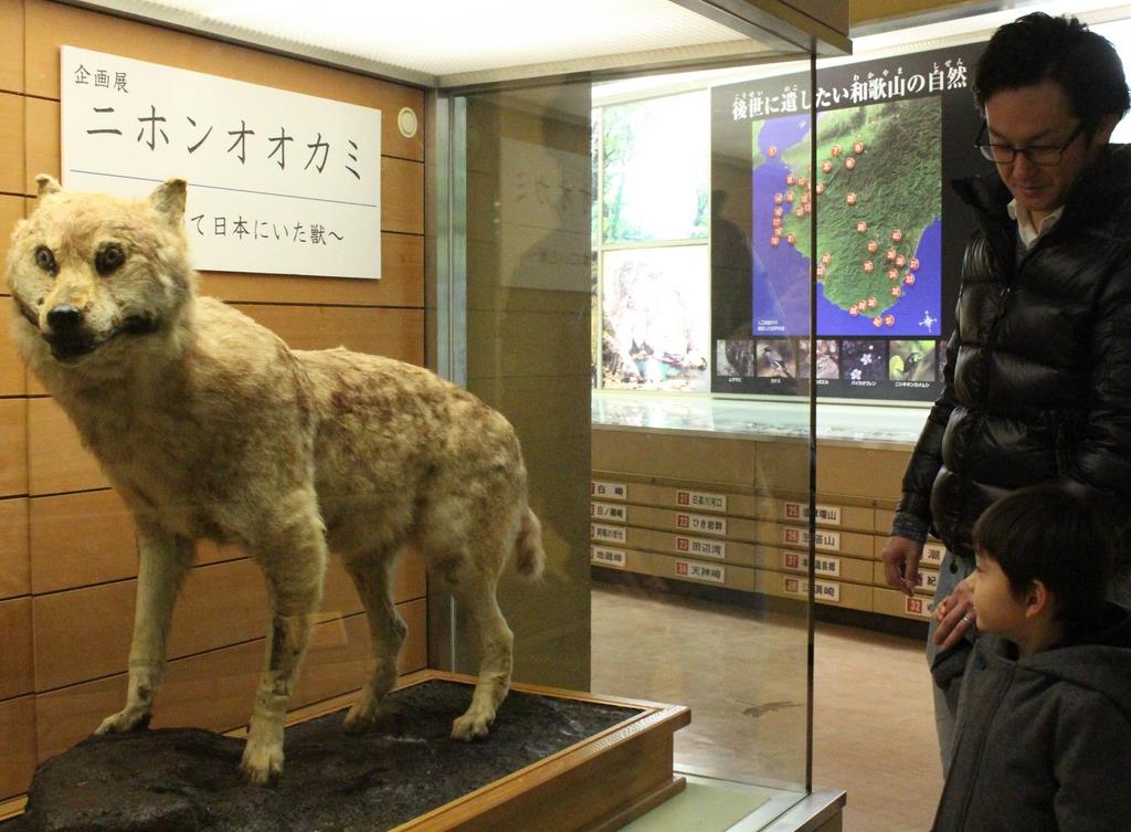 世界に４体、ニホンオオカミの剥製県立自然博物館で展示 ３１日まで ...
