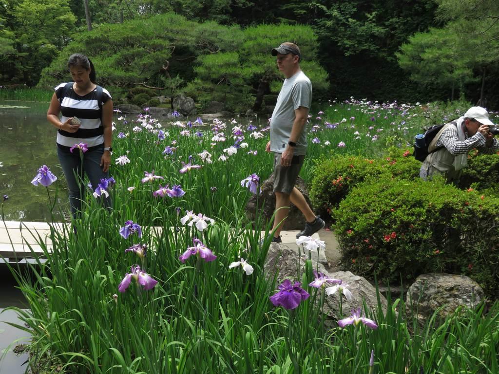 花菖蒲見ごろ 平安神宮神苑７日無料公開 産経ニュース