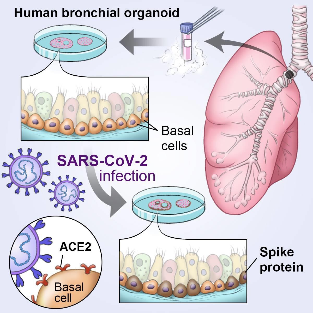 研究の本質一目で伝える 京大初のサイエンス イラストレーター 1 2ページ 産経ニュース