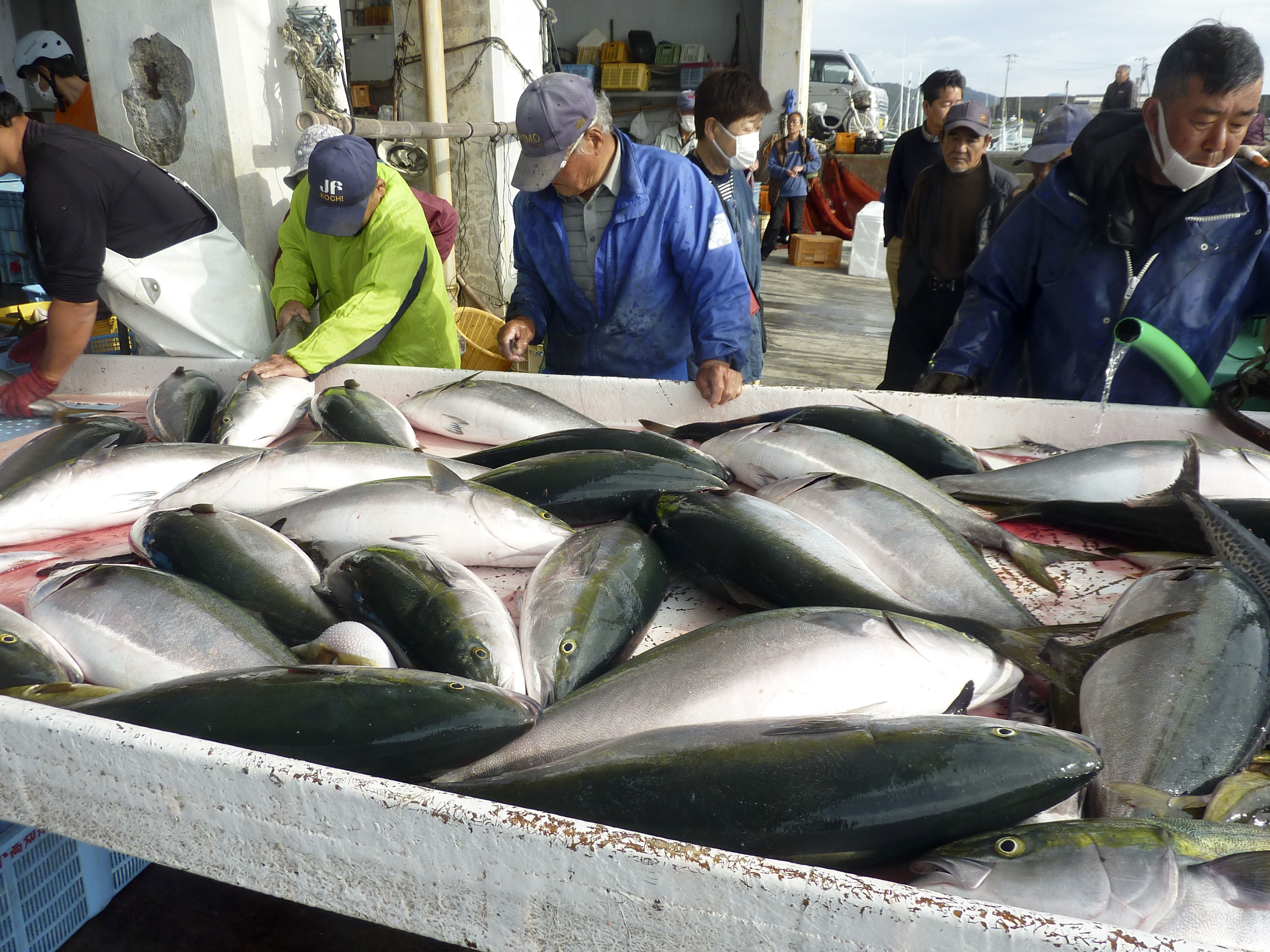 【水産の歴史】鰤（ぶり）街道〜その歴史と文化〜 鰤 | 今月の魚 アーカイブ | 豊海おさかなミュージアム